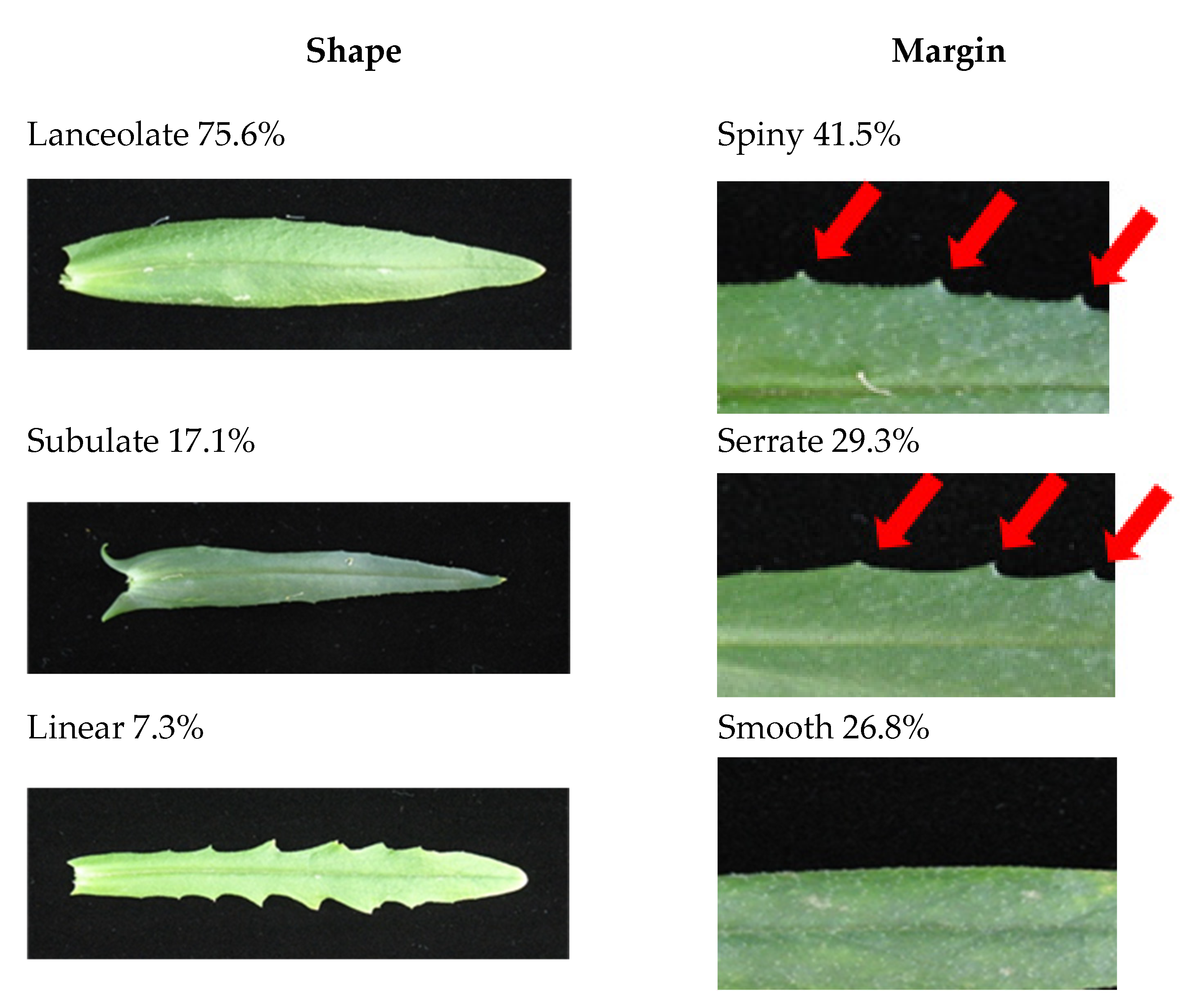 Plants 09 00642 g001