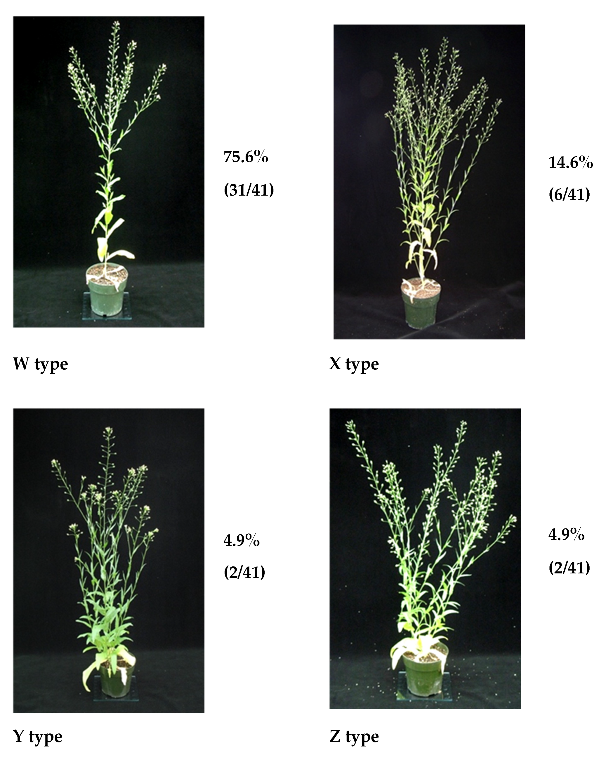 Plants 09 00642 g002