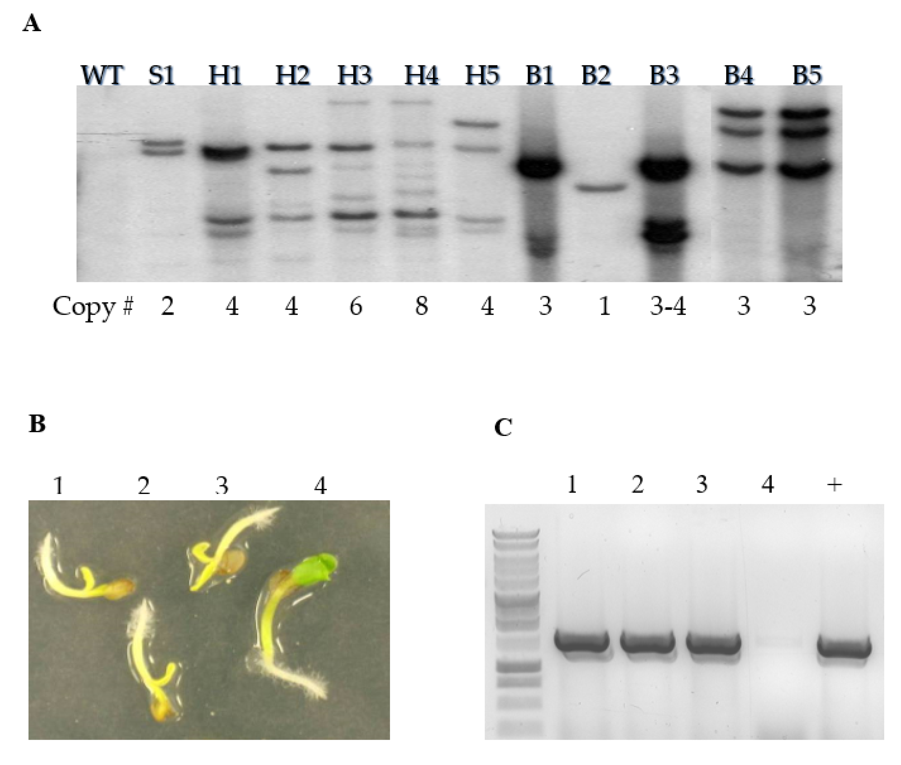 Plants 09 00642 g003