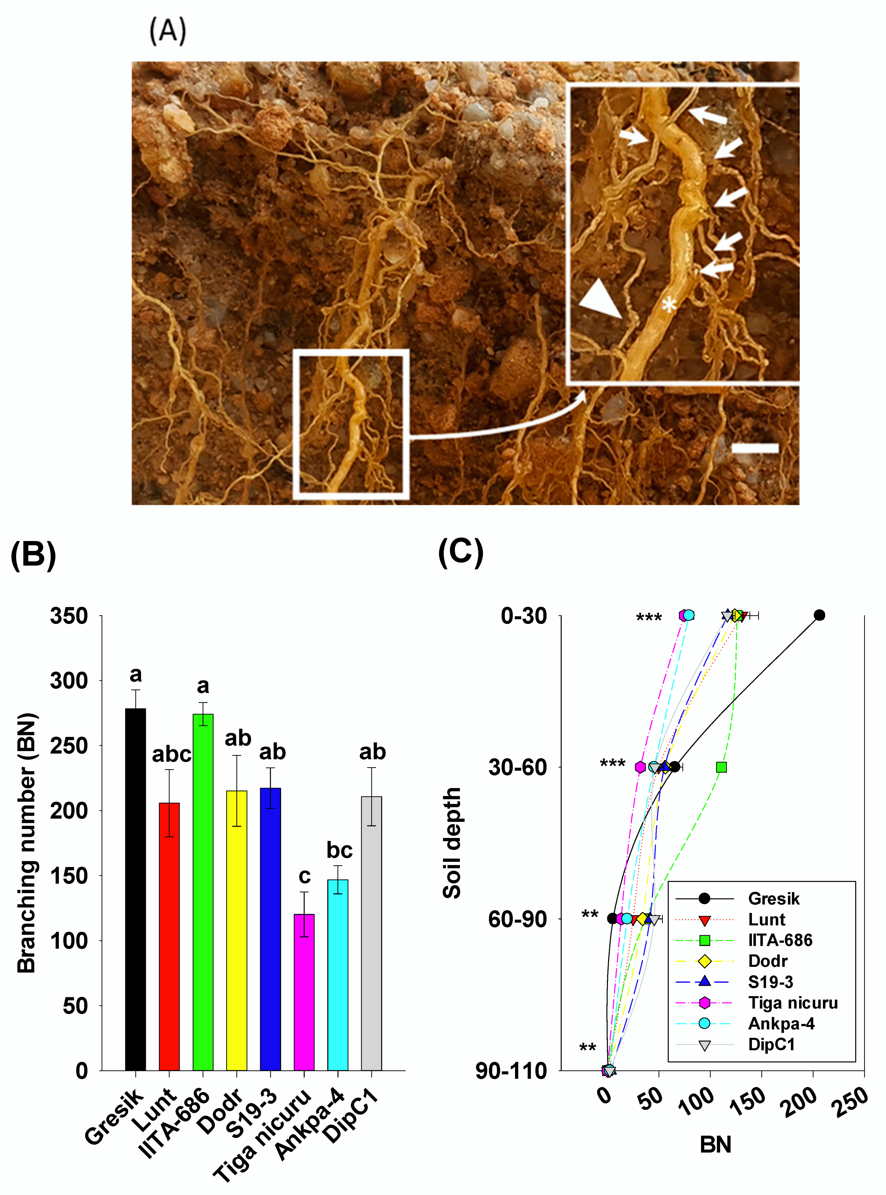 Plants 09 00645 g003 Plants 09 00645 g003