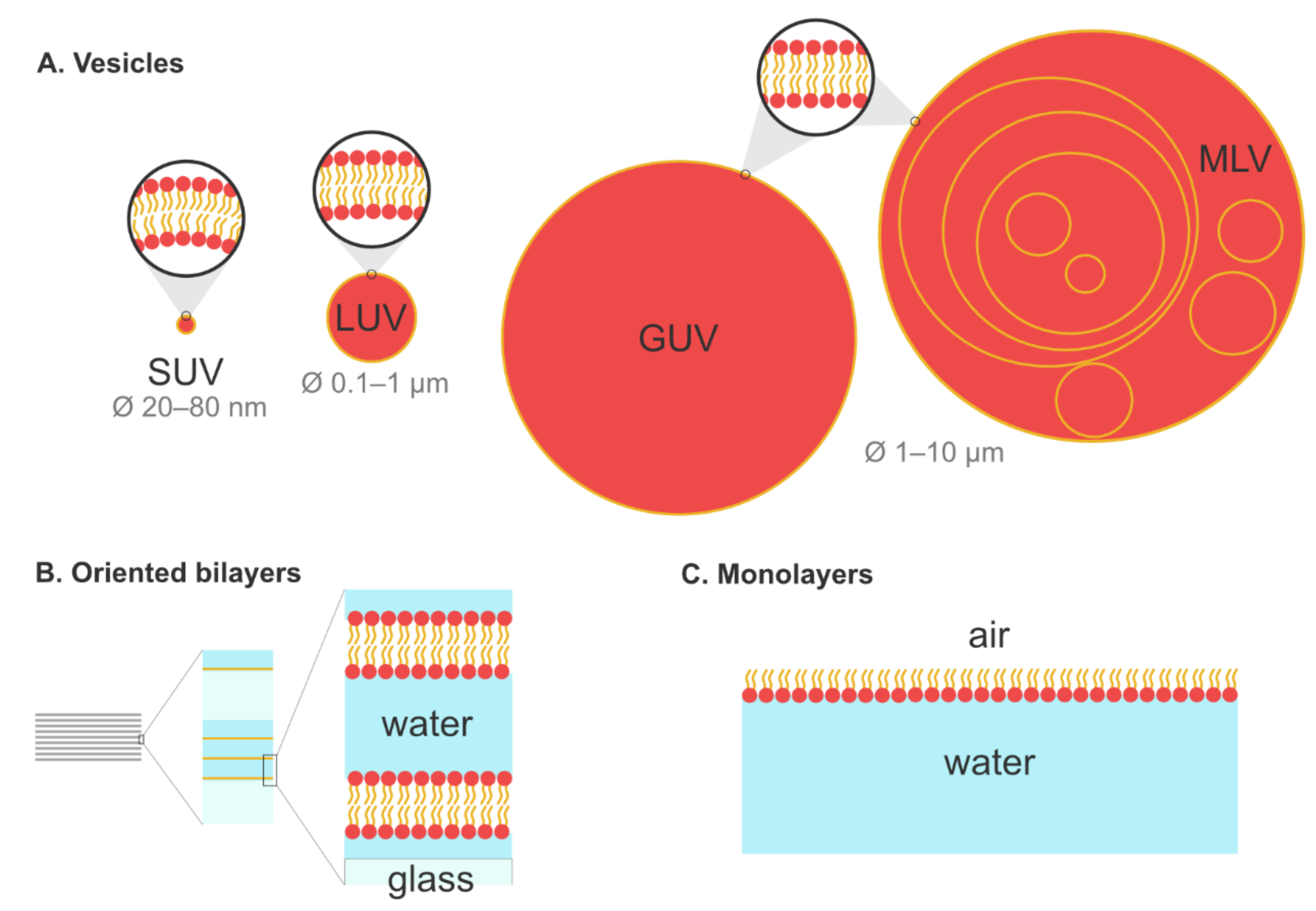 Plants Free Full Text Contributions And Limitations Of Biophysical Approaches To Study Of The Interactions Between Amphiphilic Molecules And The Plant Plasma Membrane Html Plants Free Full Text Contributions And Limitations Of Biophysical Approaches To Study Of The Interactions Between Amphiphilic Molecules And The Plant Plasma Membrane Html