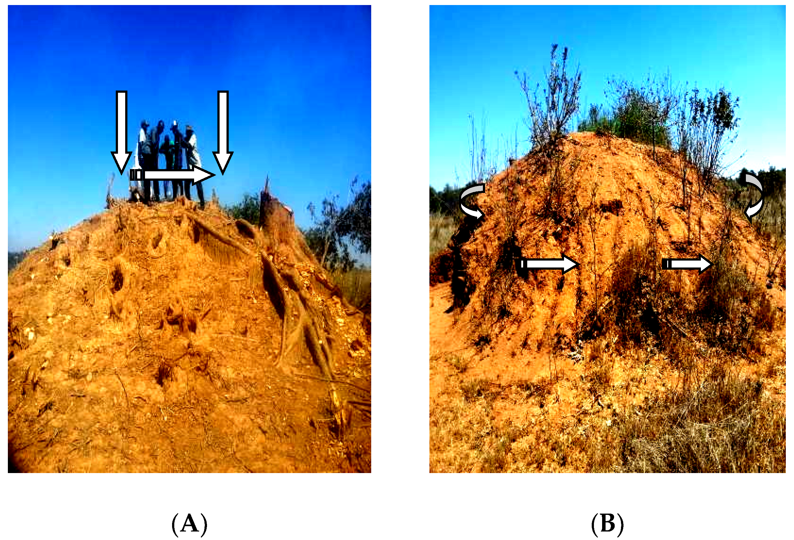 Plants 09 00649 g002 Plants 09 00649 g002