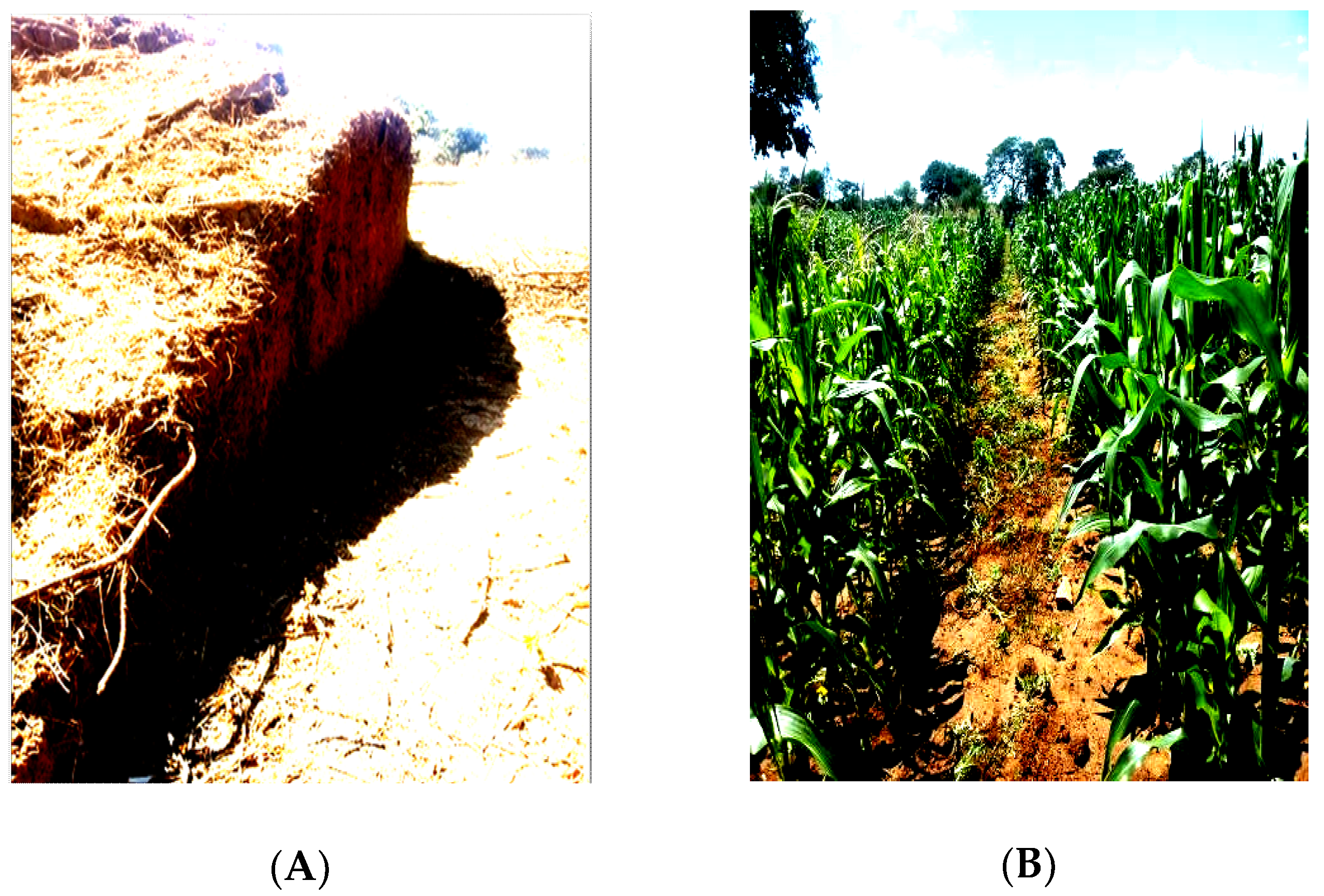 Plants 09 00649 g004 Plants 09 00649 g004