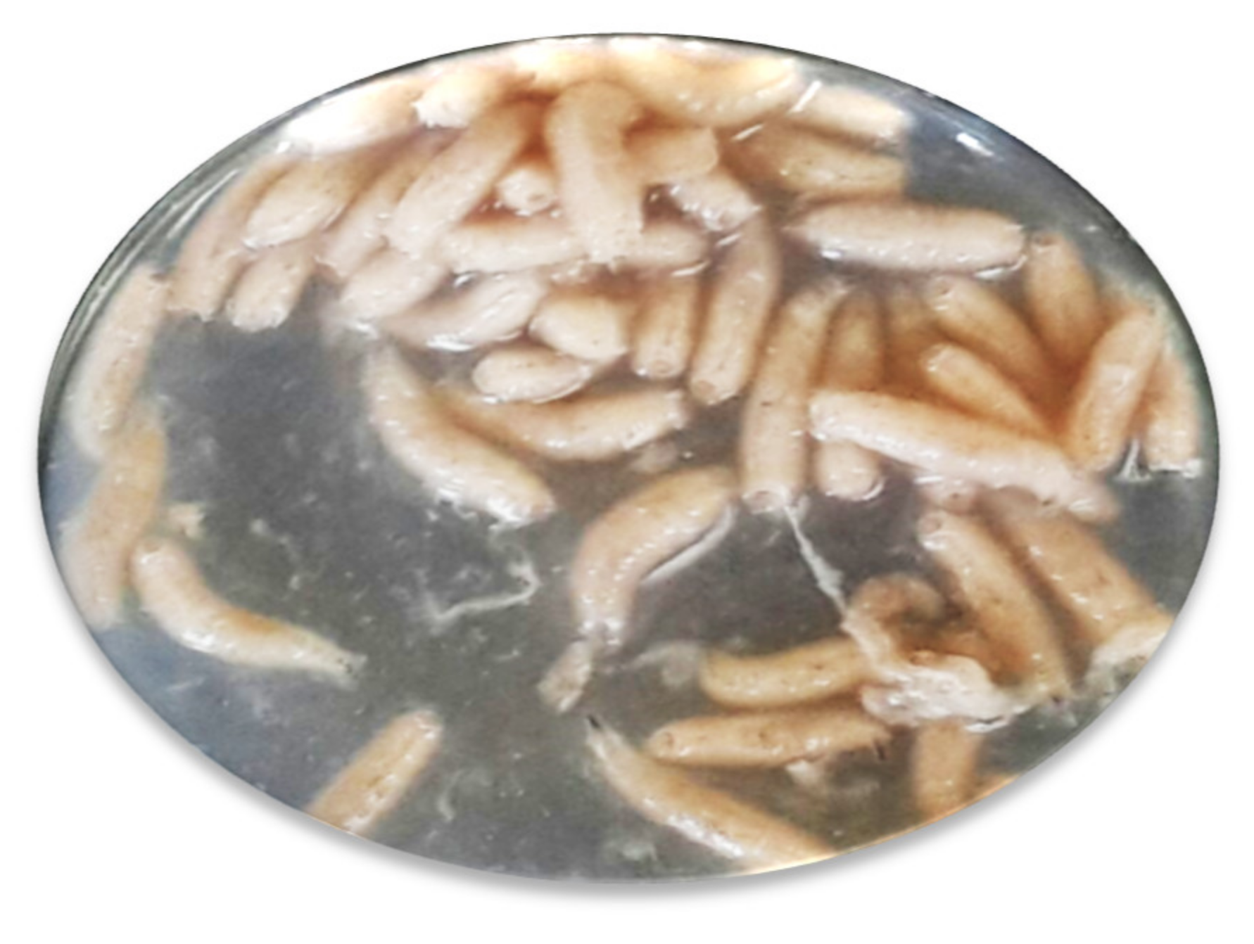 Plants 09 00655 g002