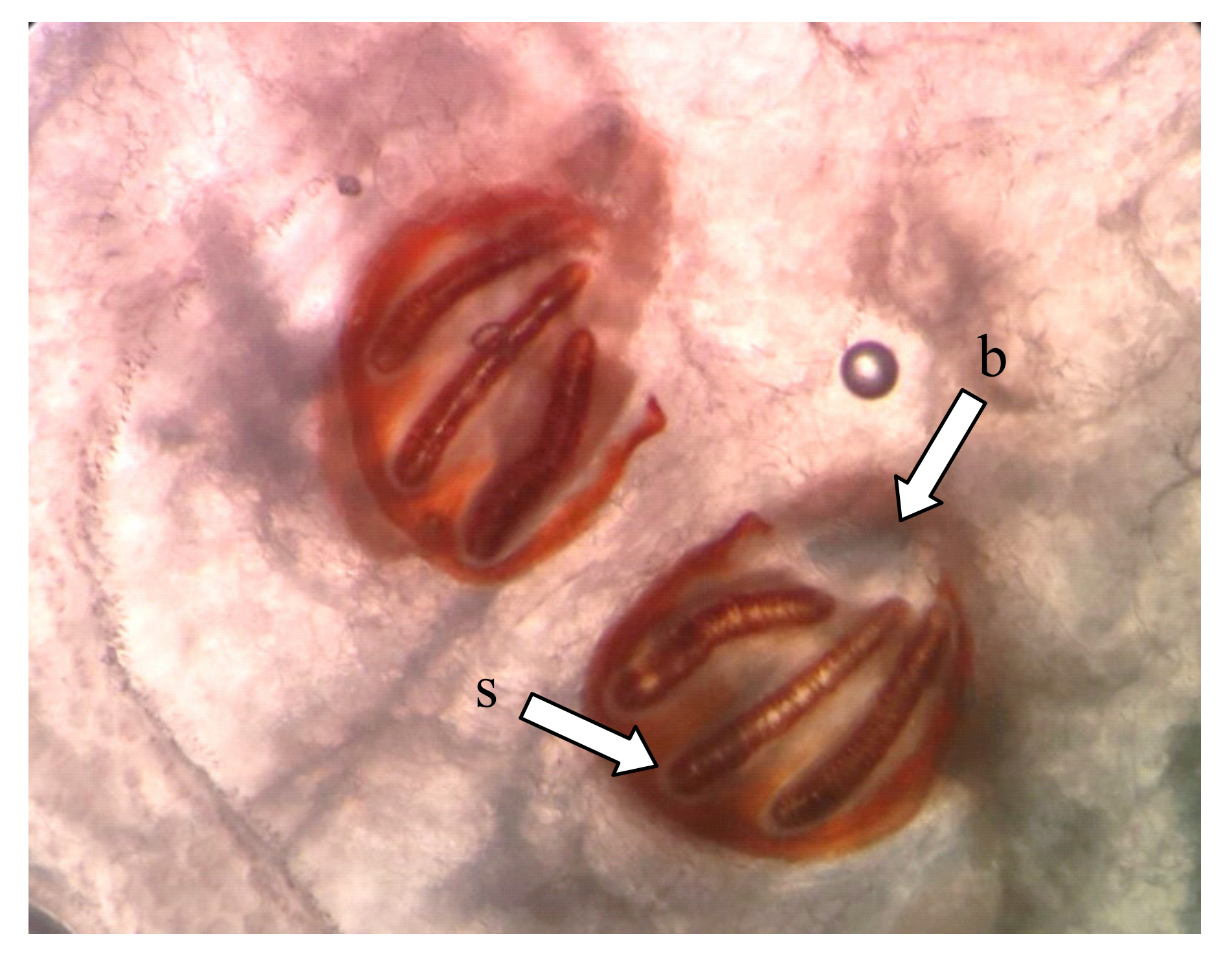 Plants 09 00655 g003