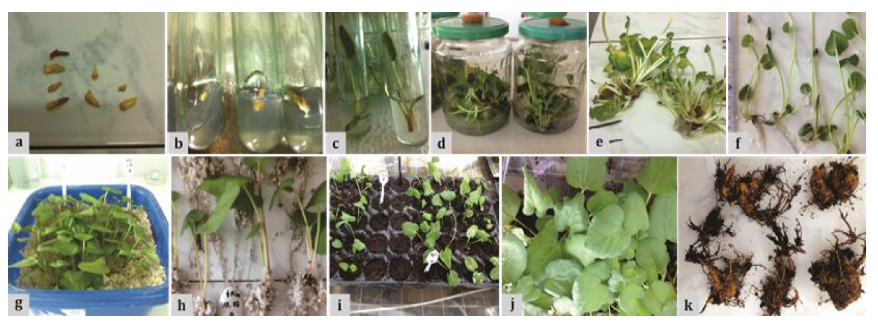 Plants 09 00656 g001