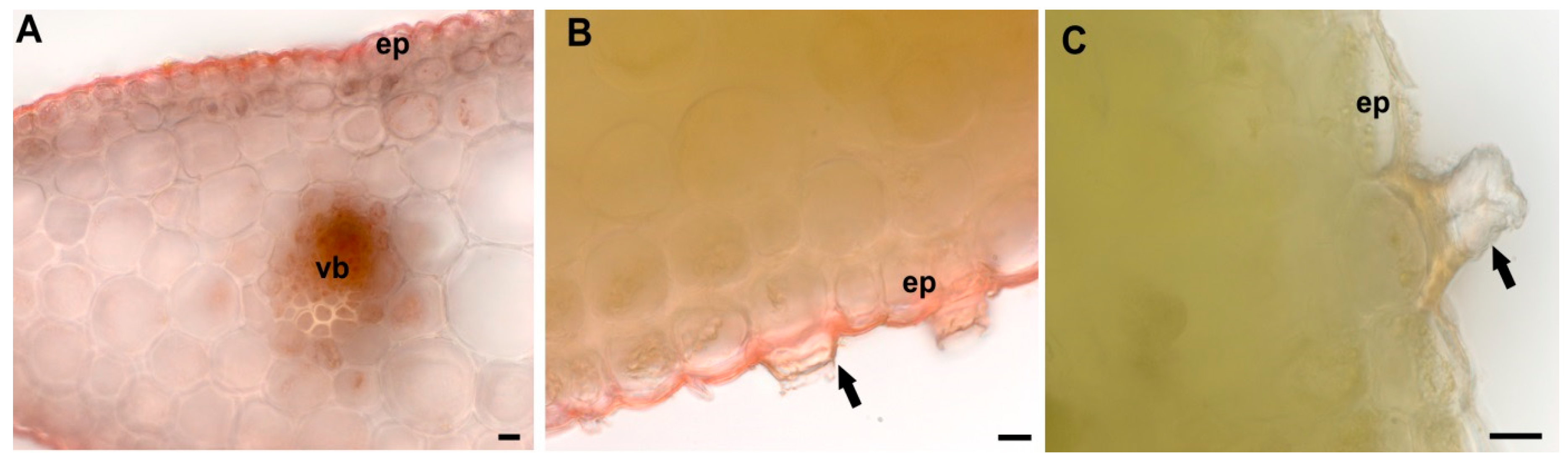 Plants 09 00662 g001