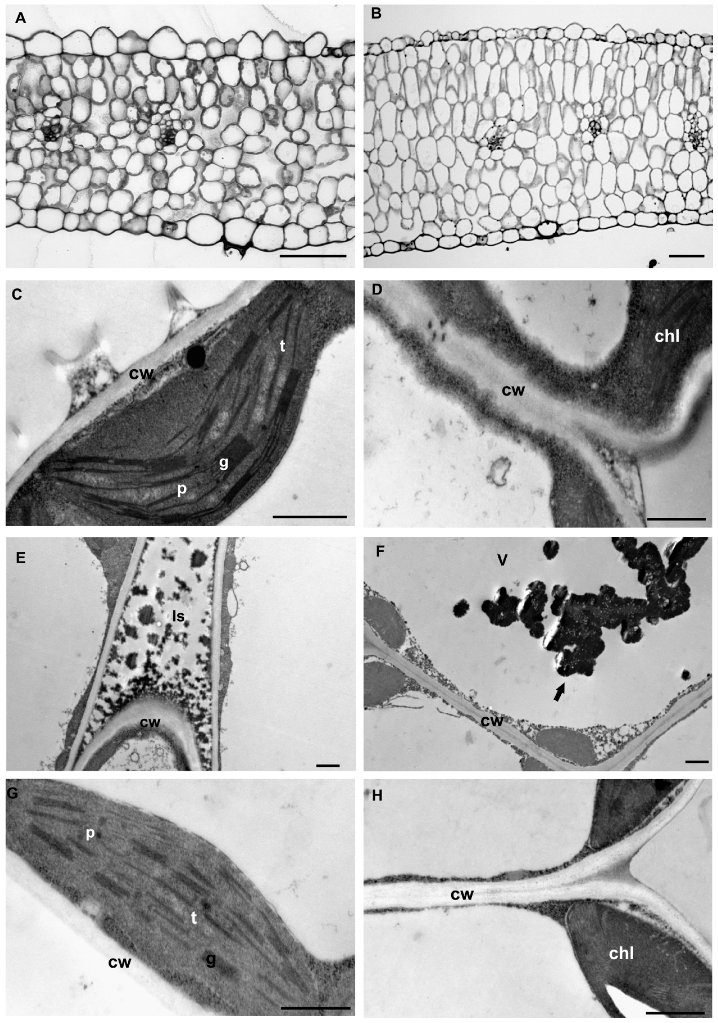 Plants 09 00662 g002