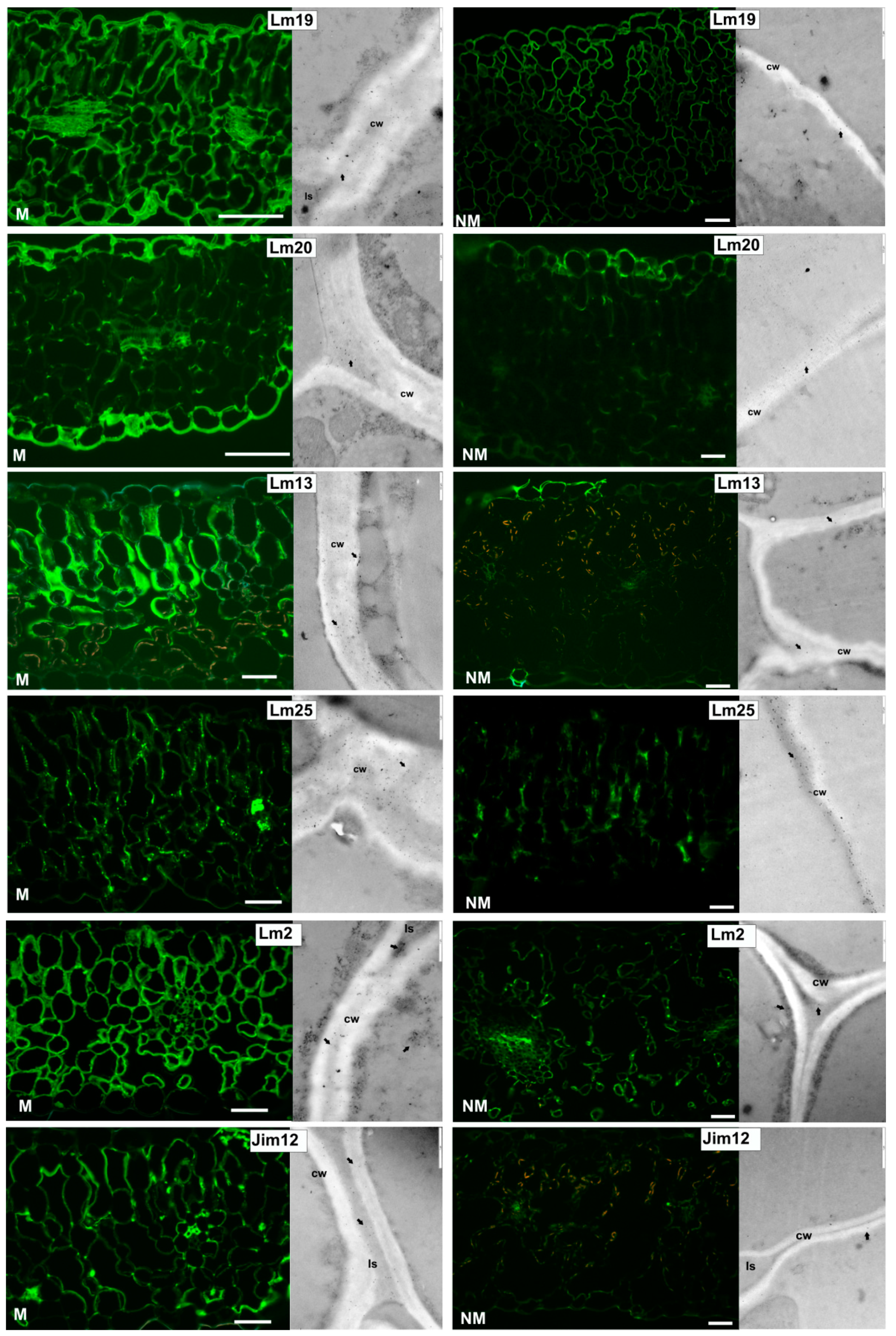 Plants 09 00662 g003