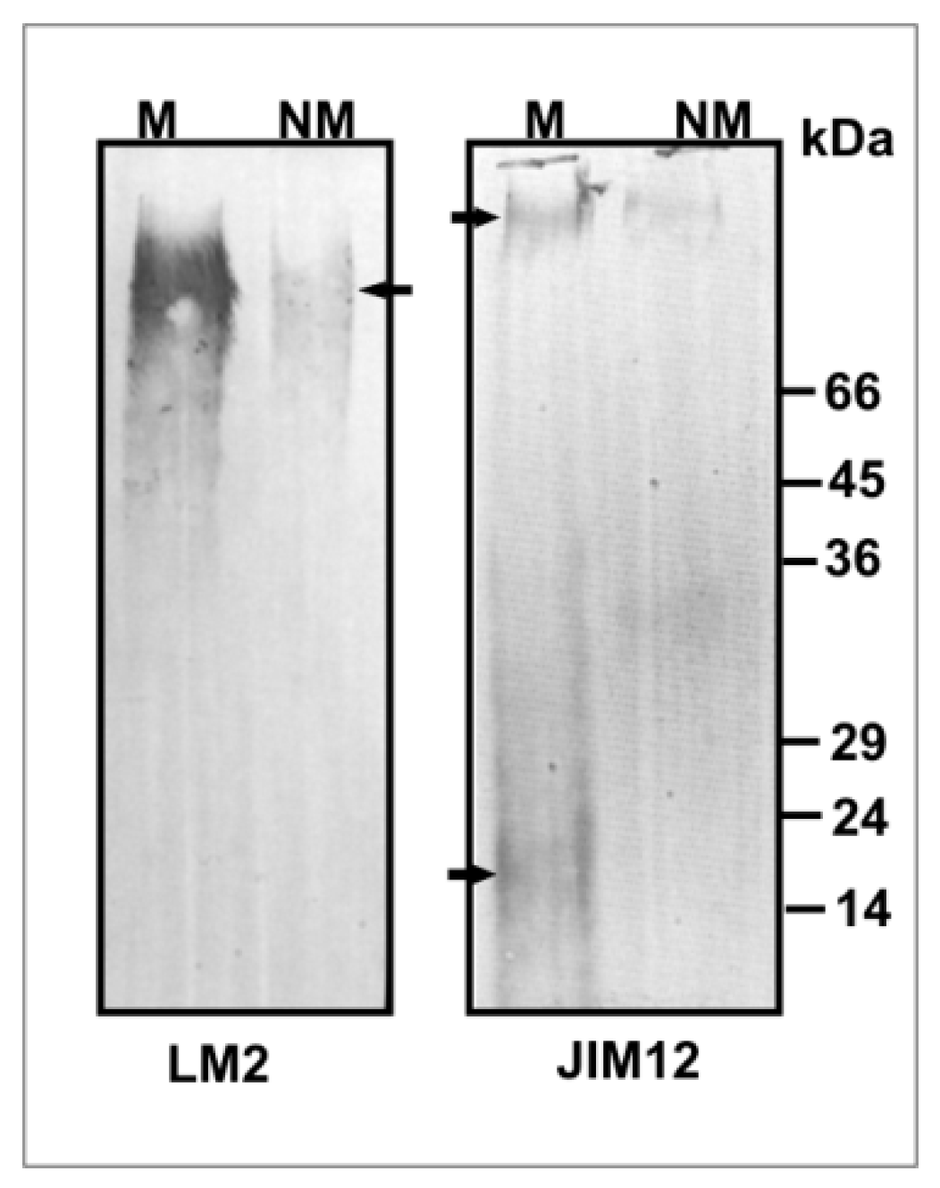 Plants 09 00662 g004