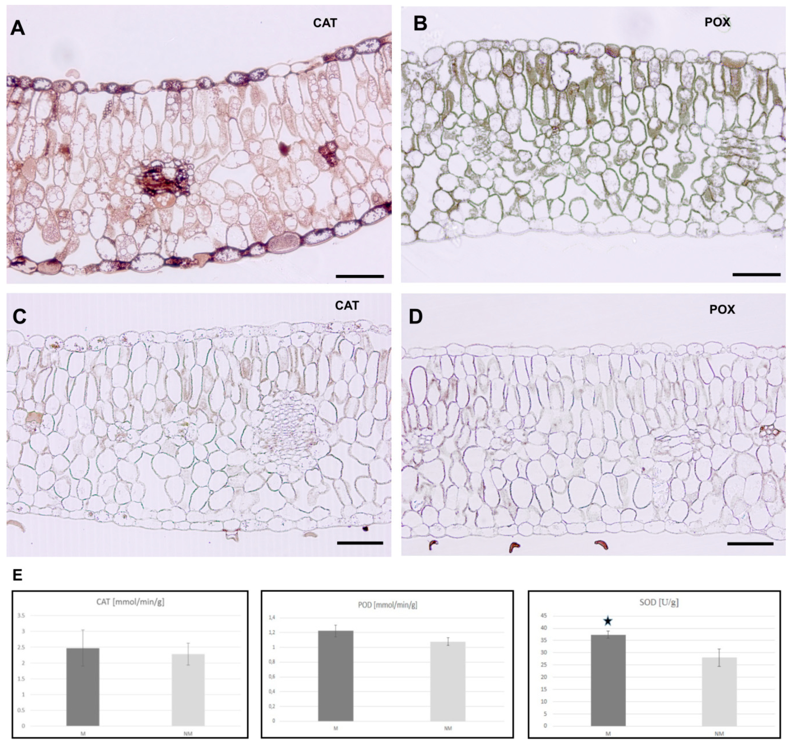 Plants 09 00662 g006