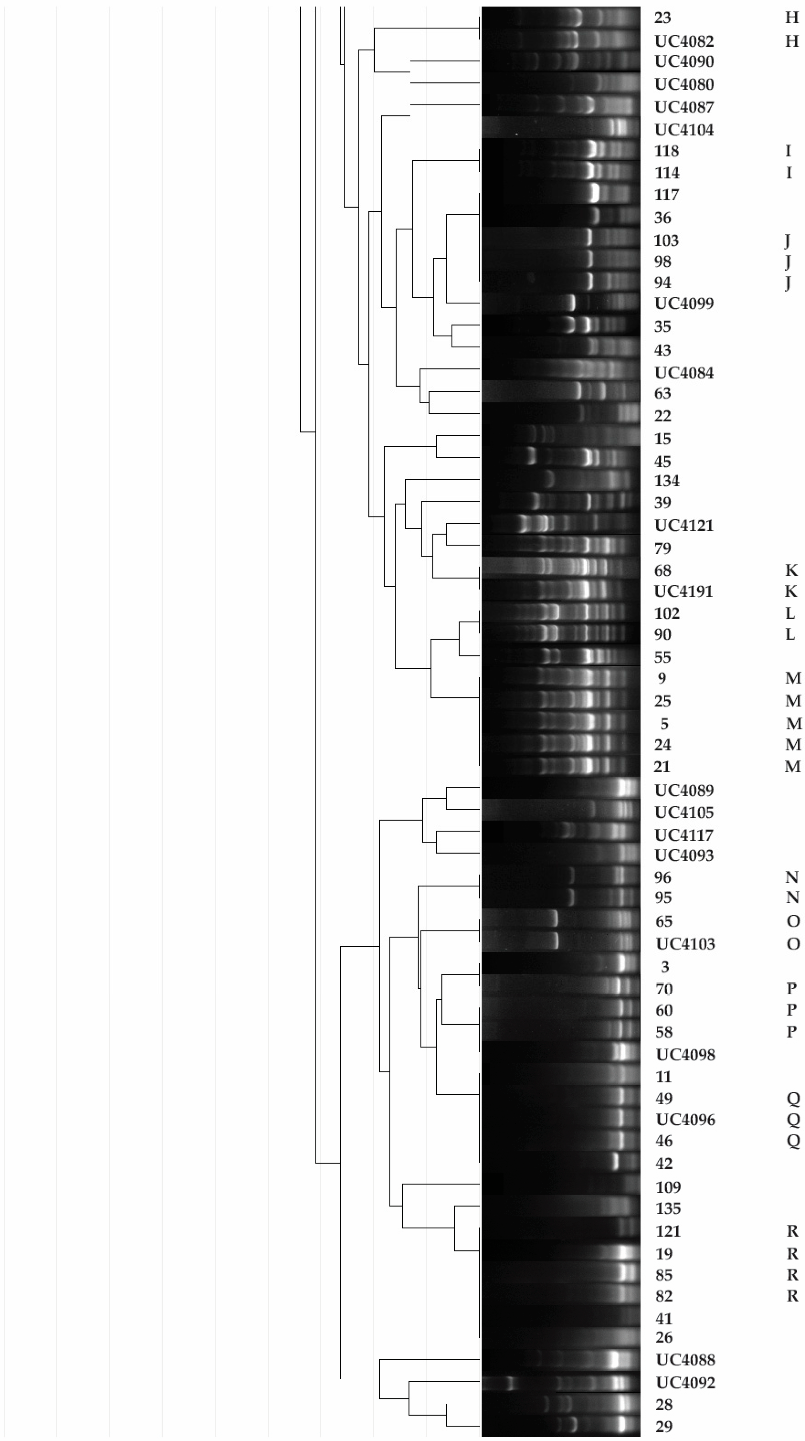 Plants 09 00668 g001b