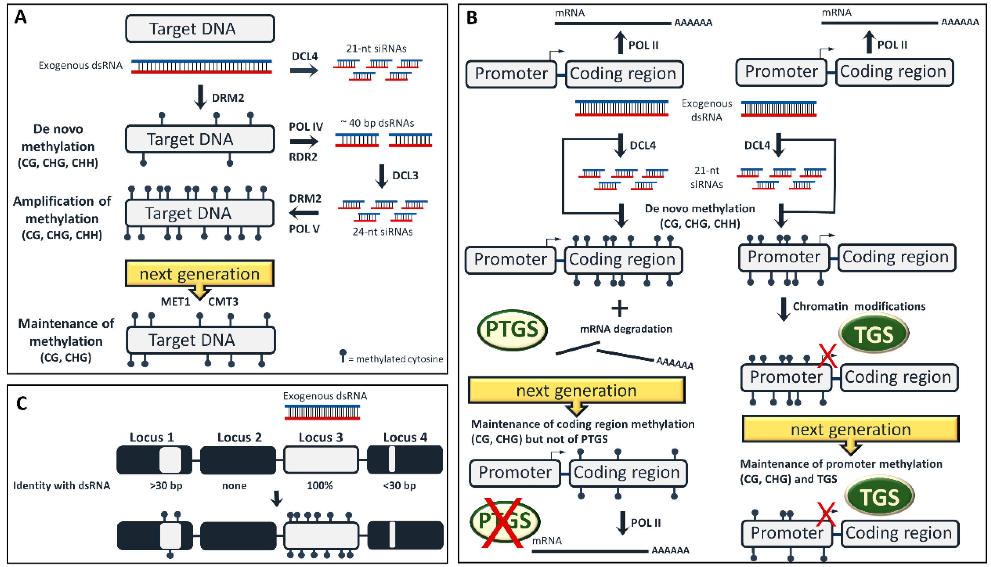 Plants Free Full Text Epigenetic Modifications An Unexplored Facet Of Exogenous Rna Application In Plants Html Plants Free Full Text Epigenetic Modifications An Unexplored Facet Of Exogenous Rna Application In Plants Html