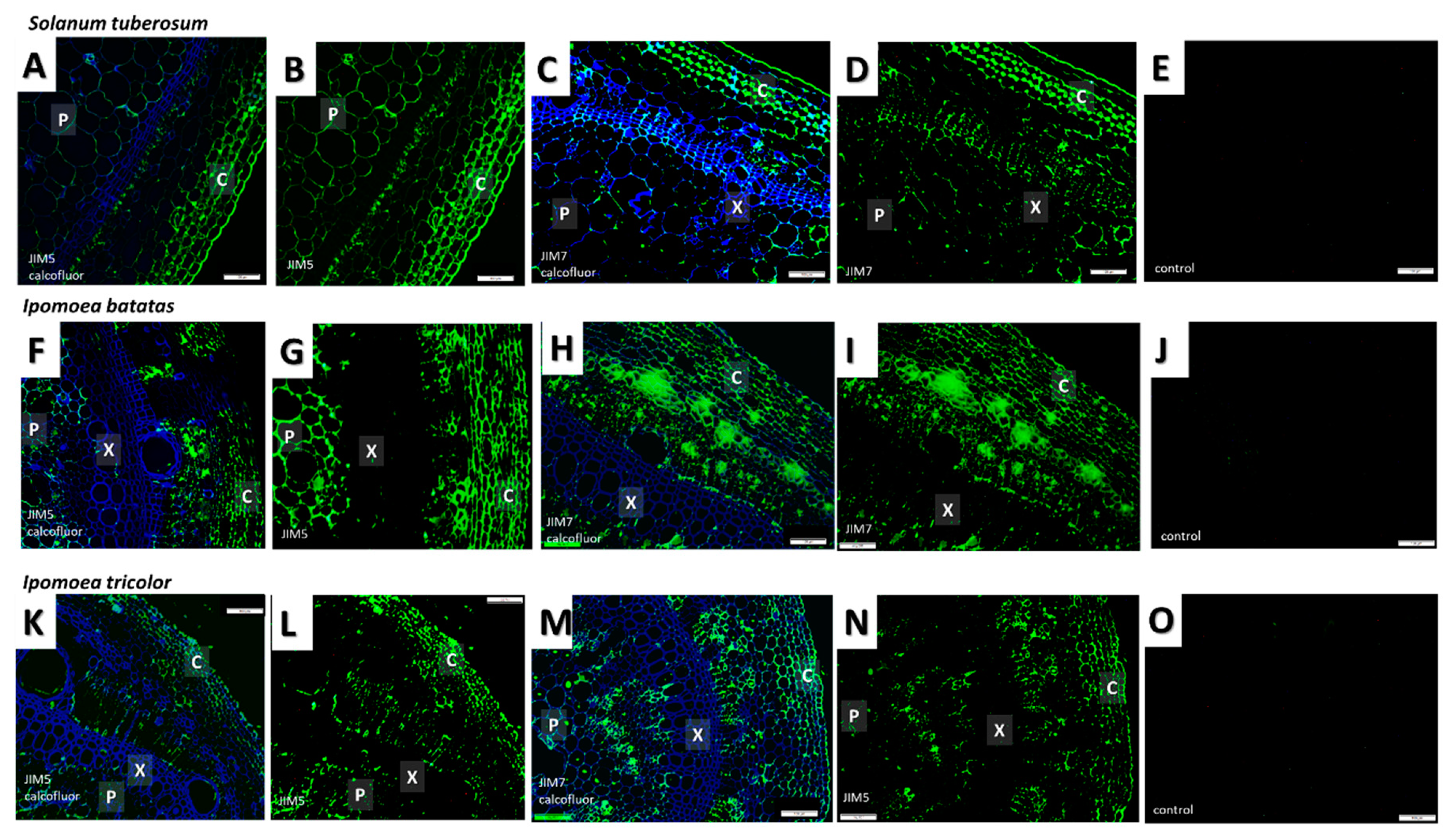 Plants 09 00678 g006