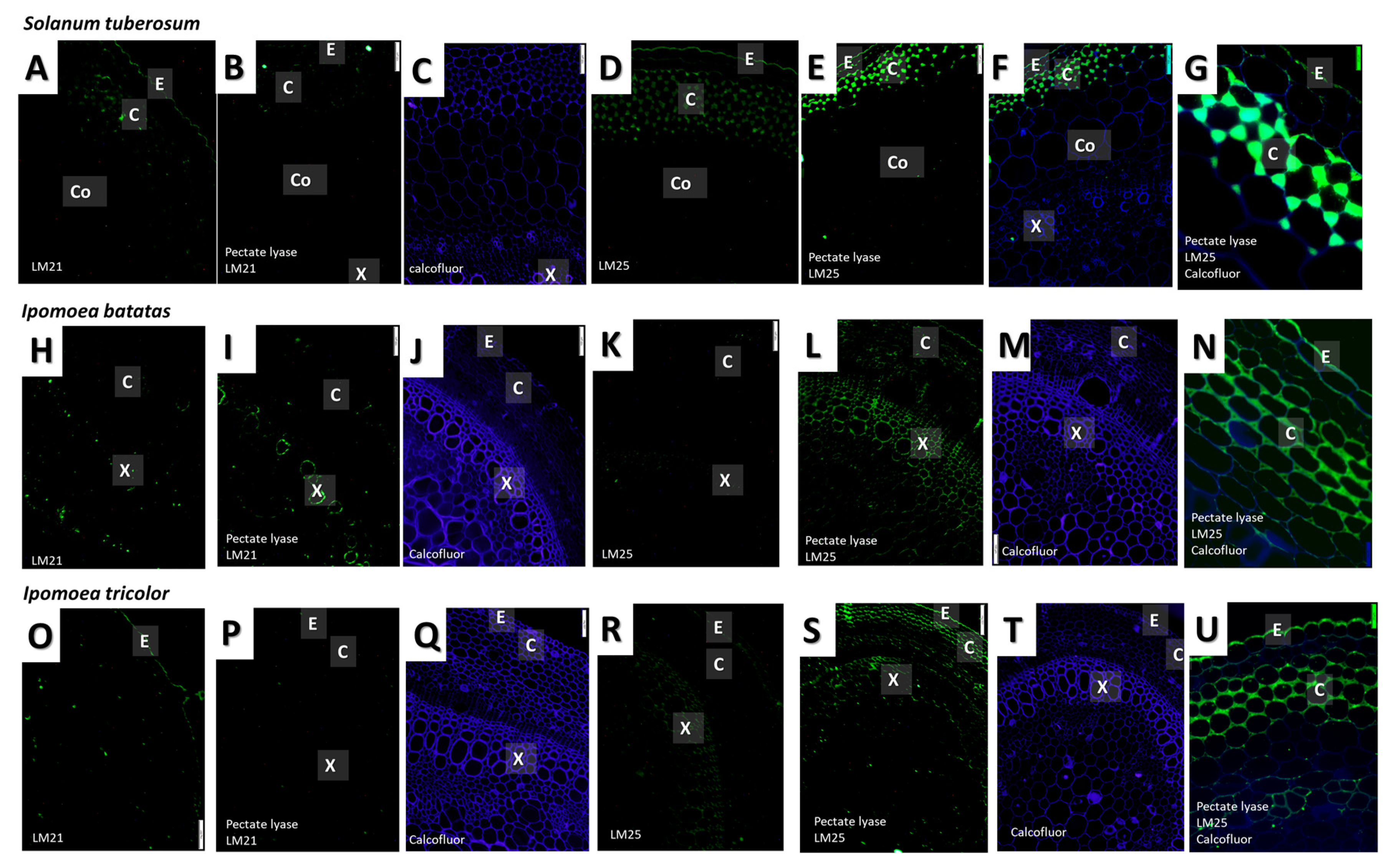 Plants 09 00678 g007