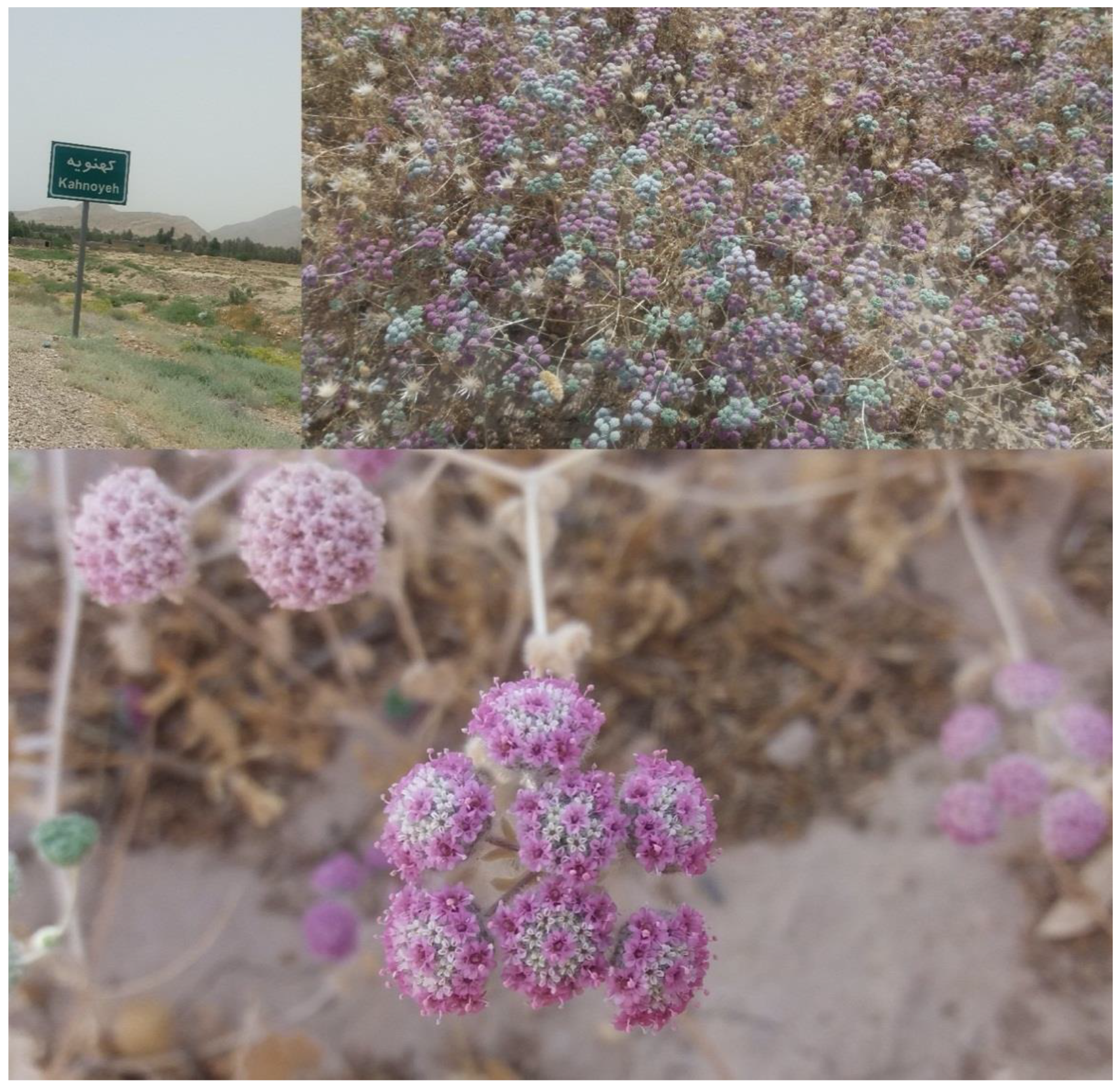 Plants 09 00680 g004 Plants 09 00680 g004