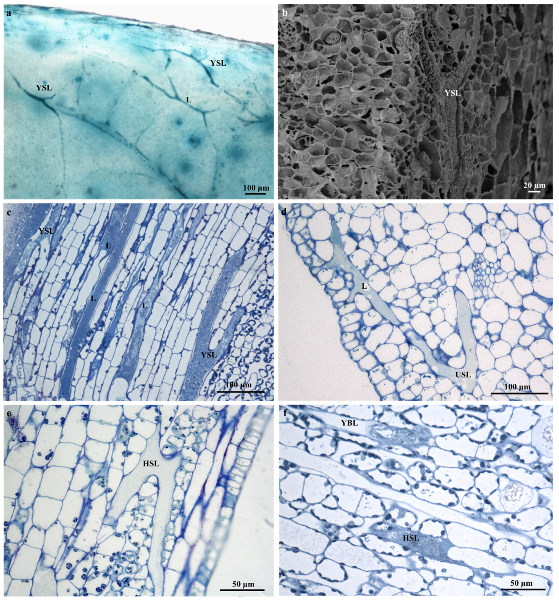 Plants 09 00686 g004