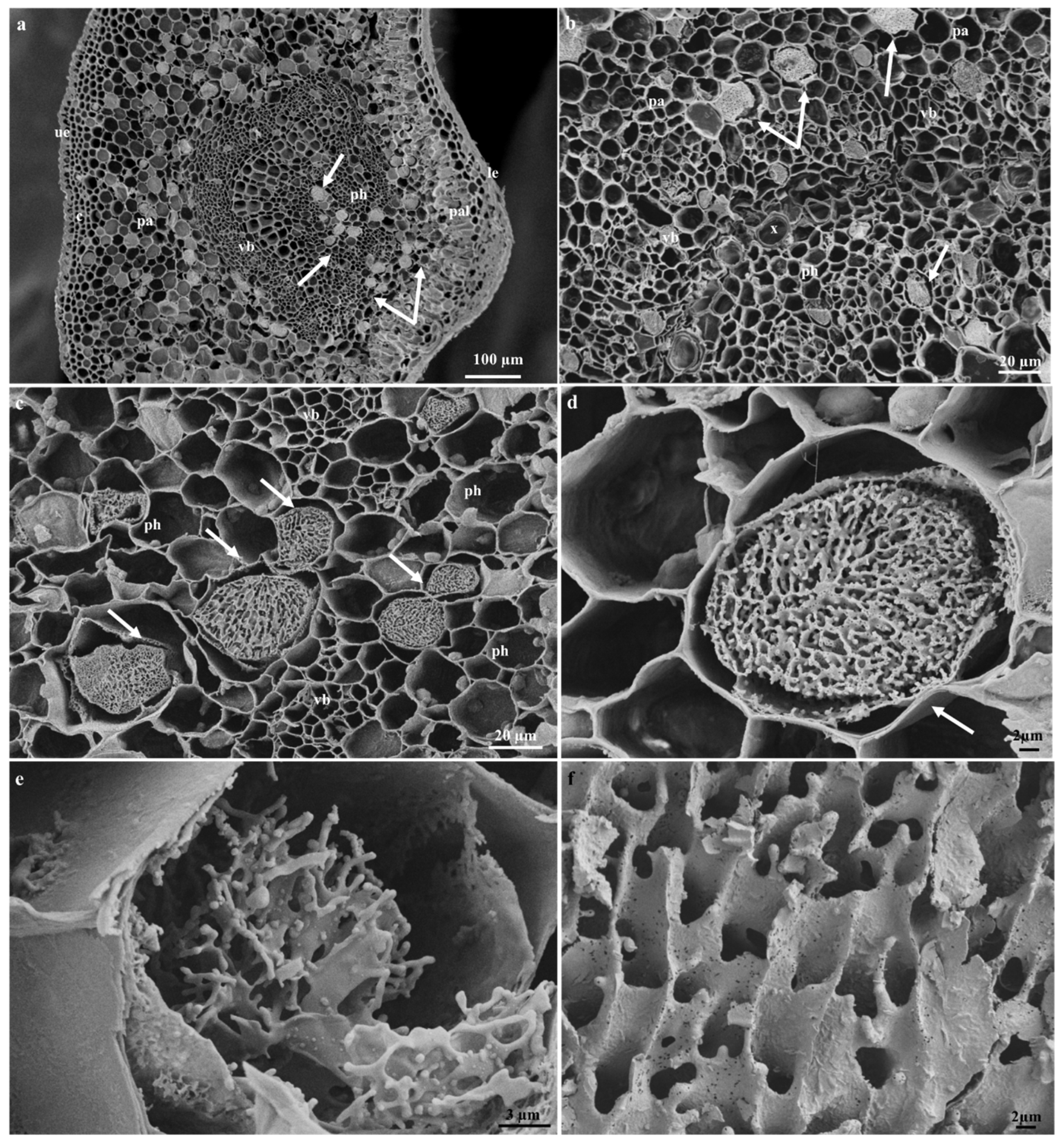 Plants 09 00686 g005