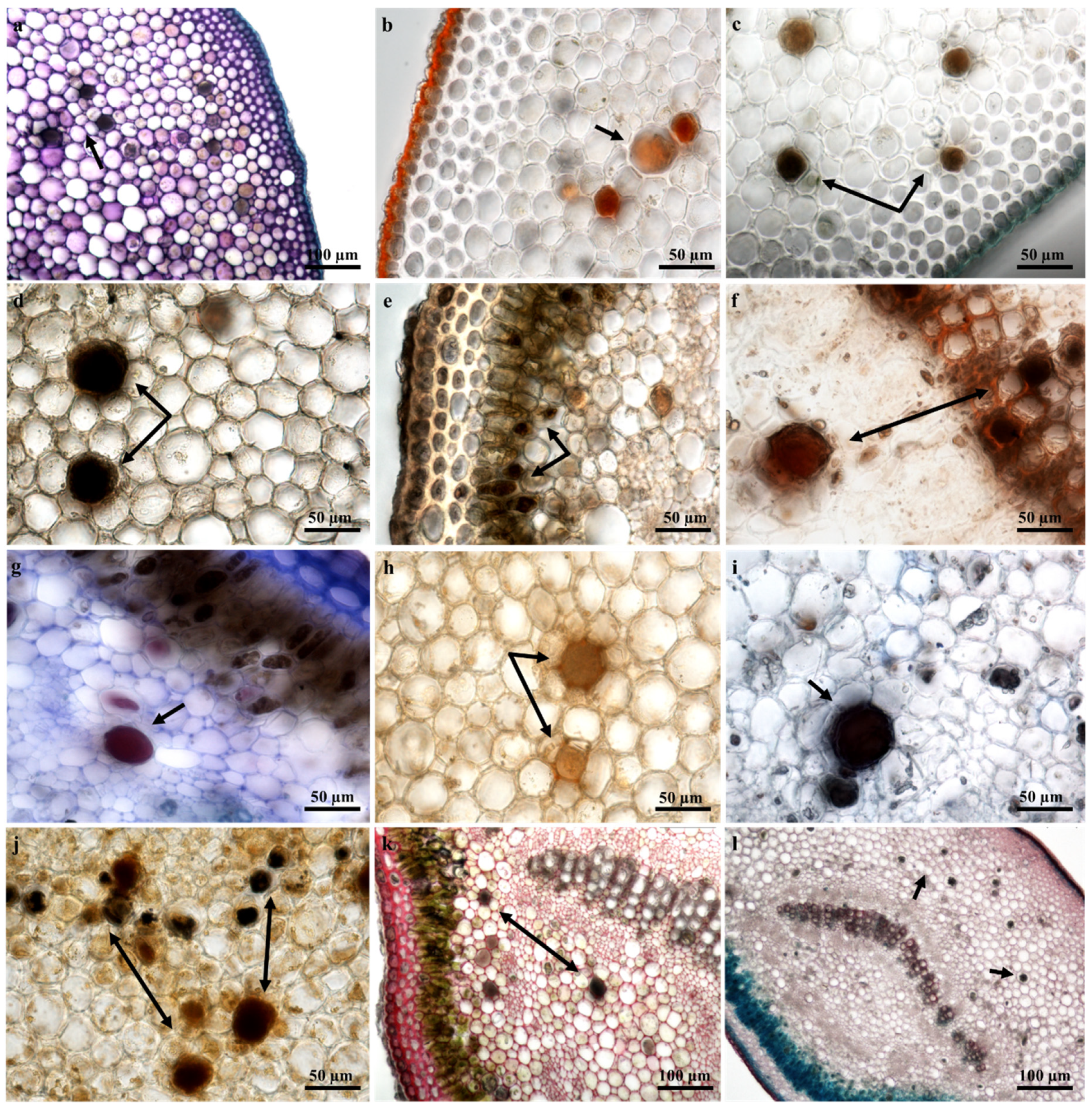 Plants 09 00686 g007