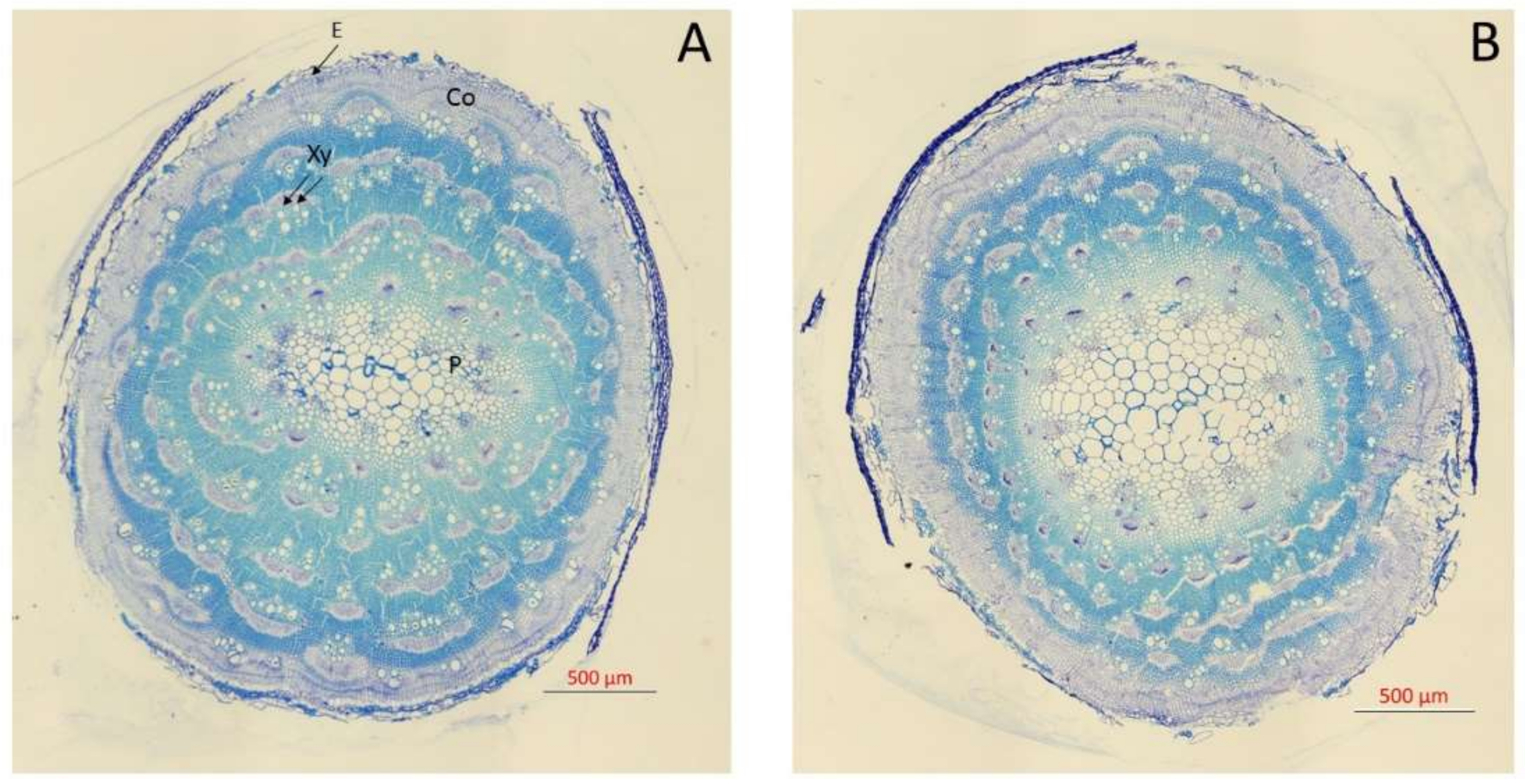 Plants 09 00690 g001