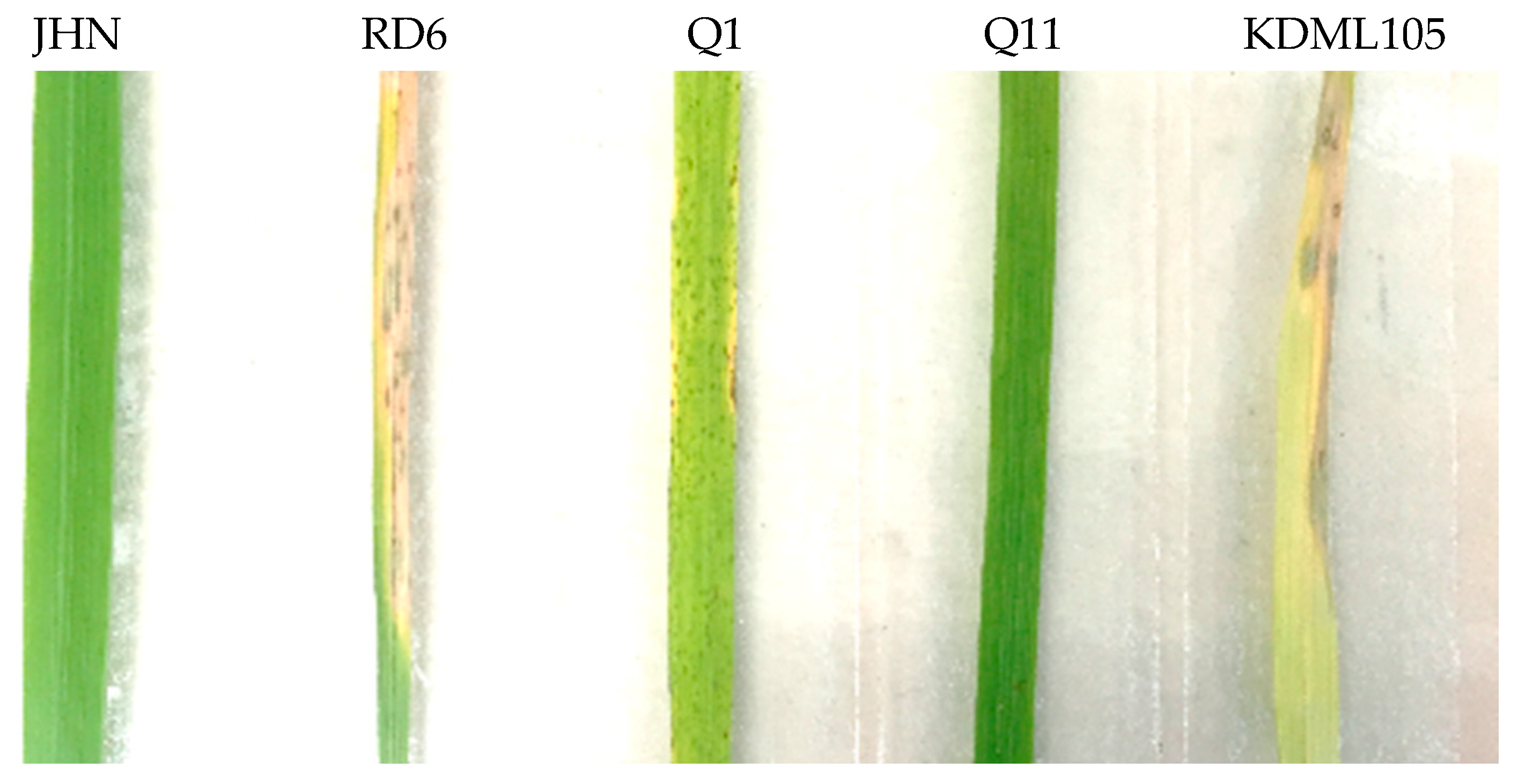 Plants 09 00694 g002 Plants 09 00694 g002