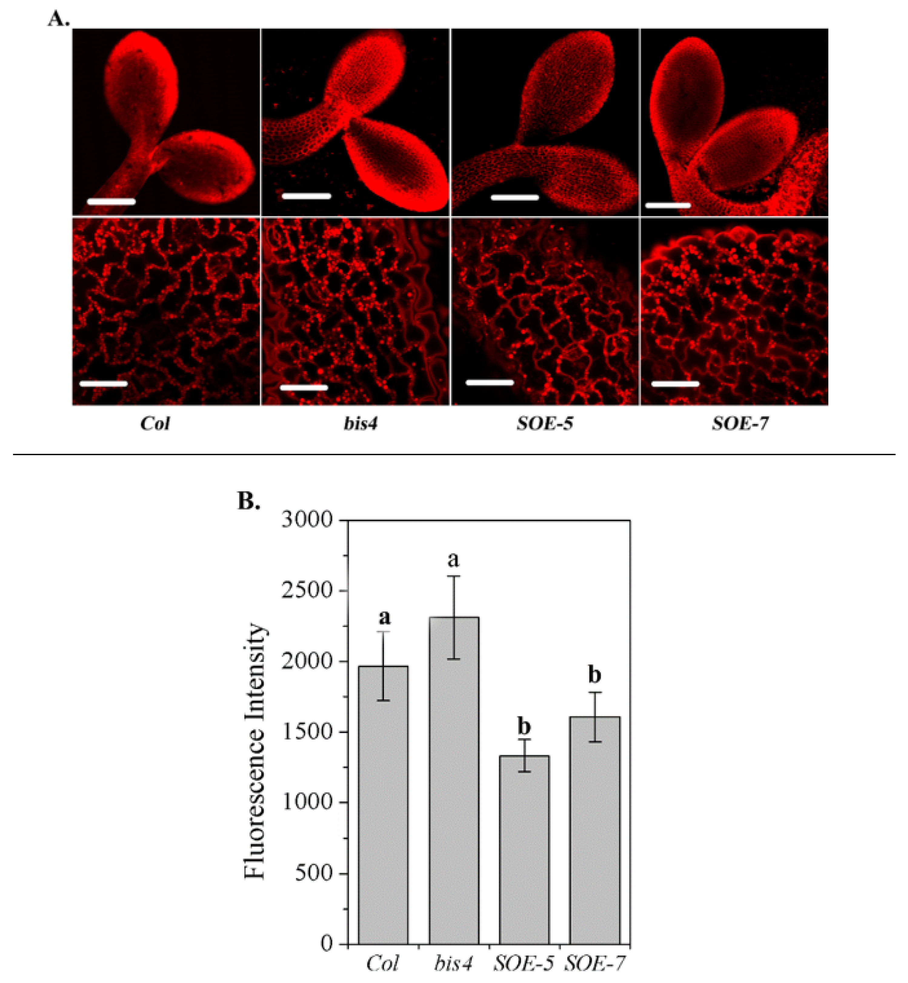 Plants 09 00696 g002