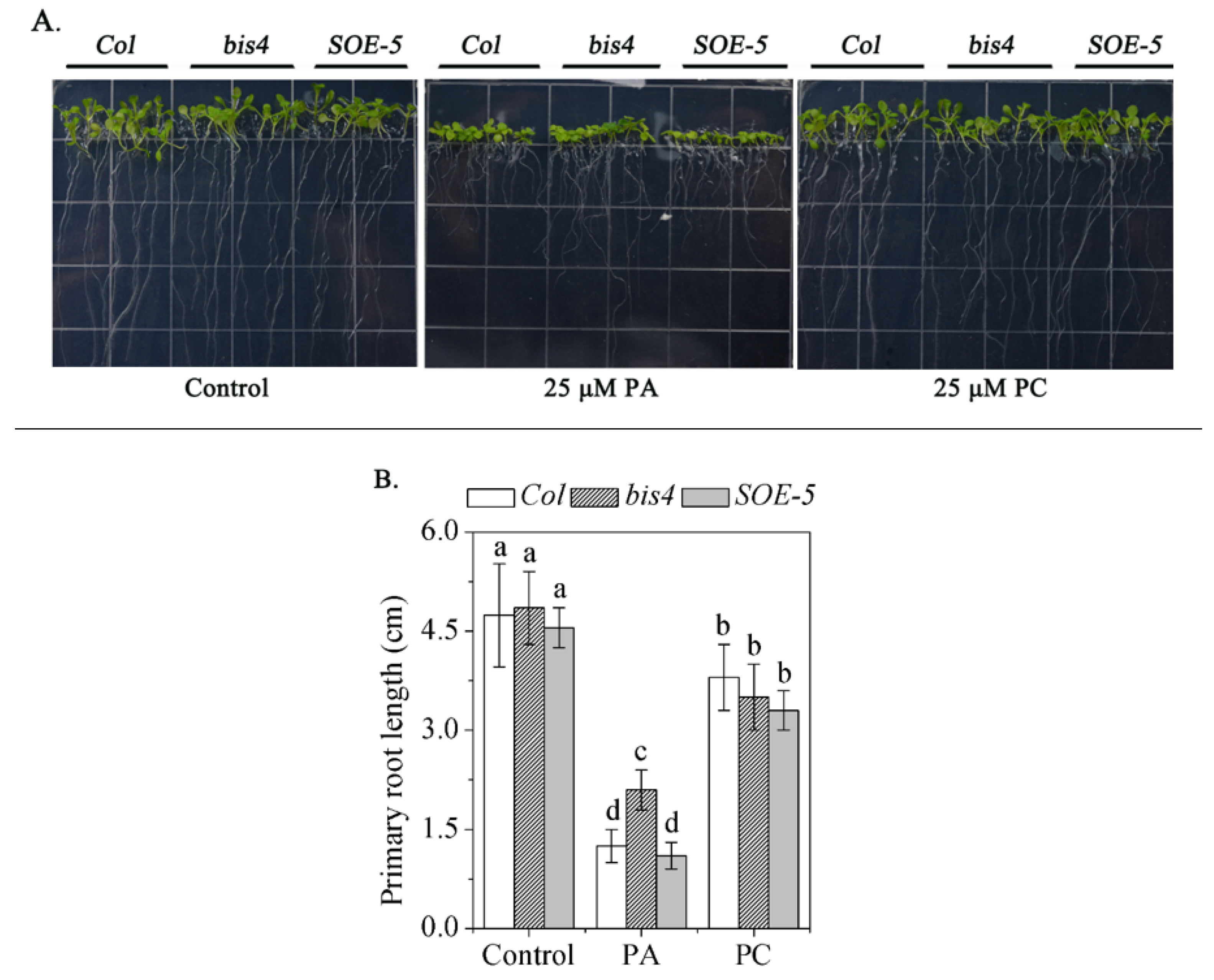 Plants 09 00696 g005