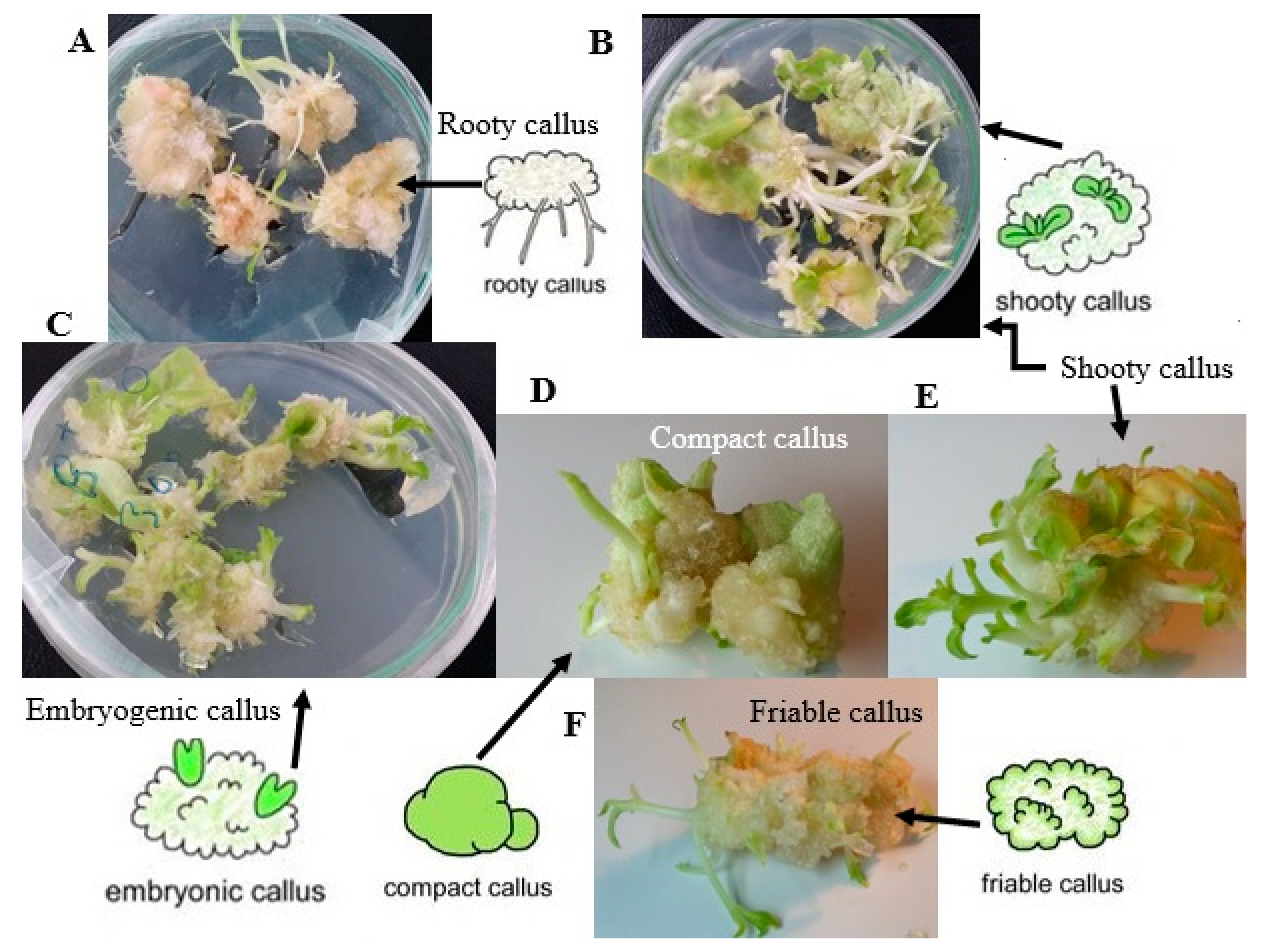 Plants | Free Full-Text | Cellular, Molecular, and Physiological Aspects of In Plant