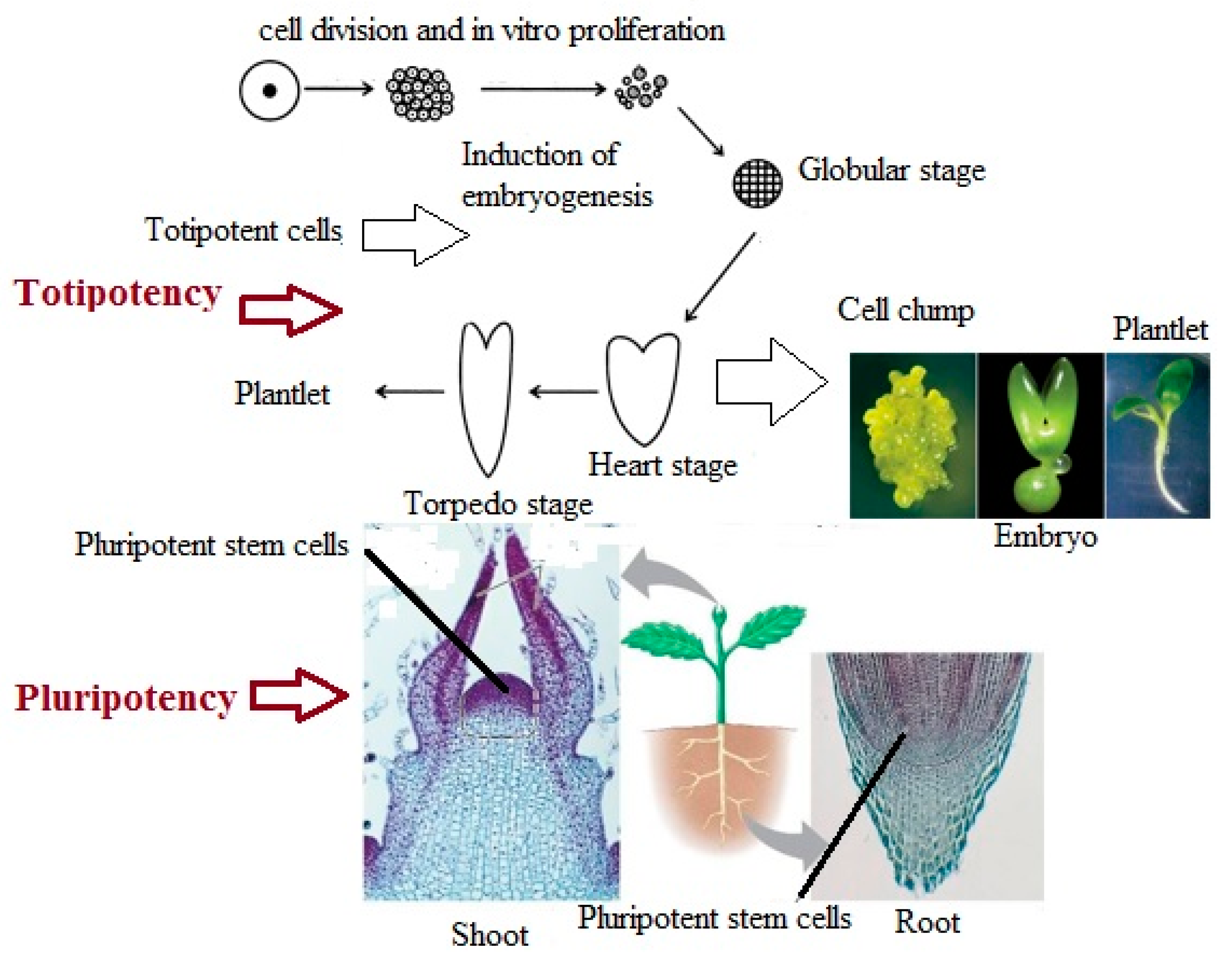 regeneration-in-plants