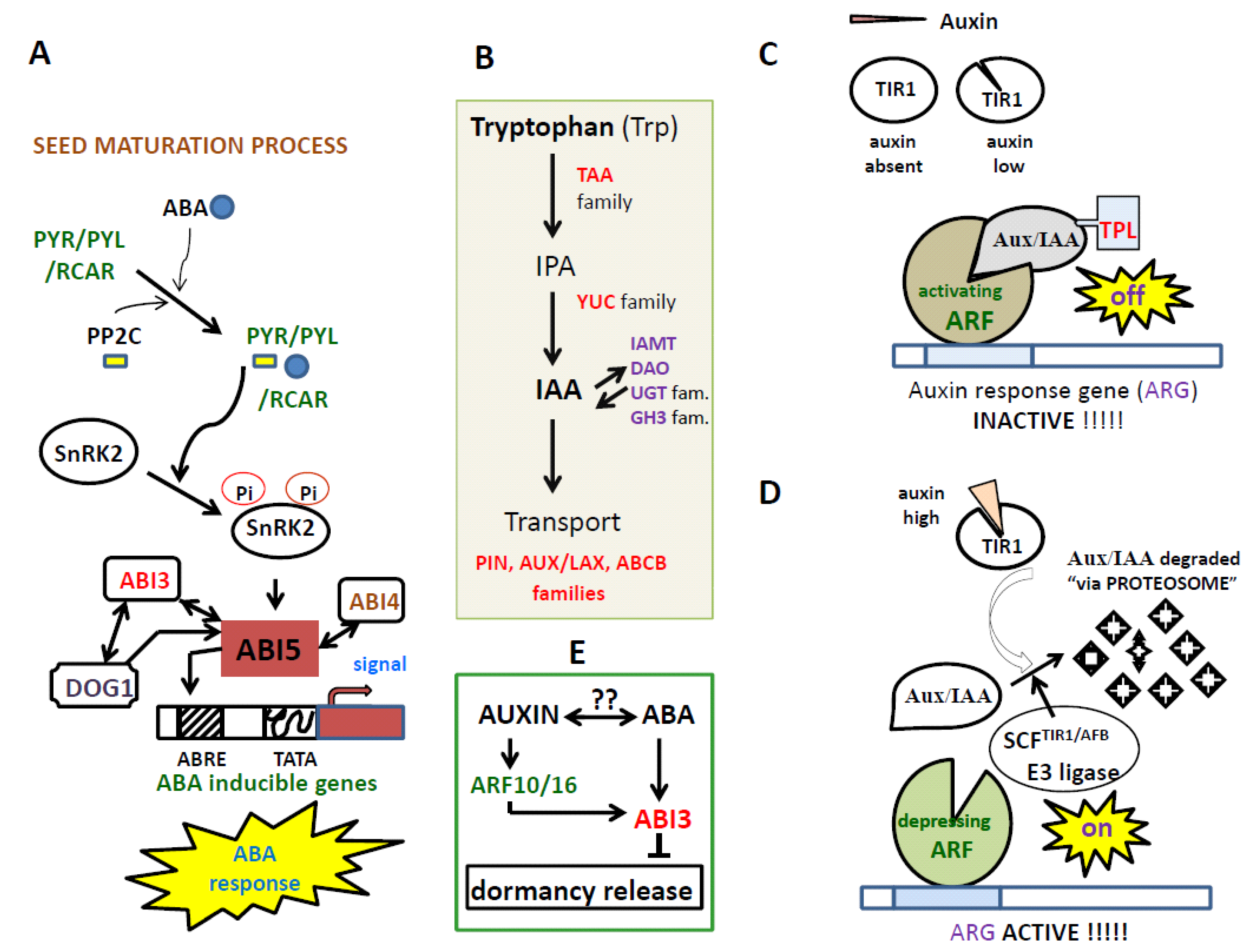 Plants 09 00705 g001