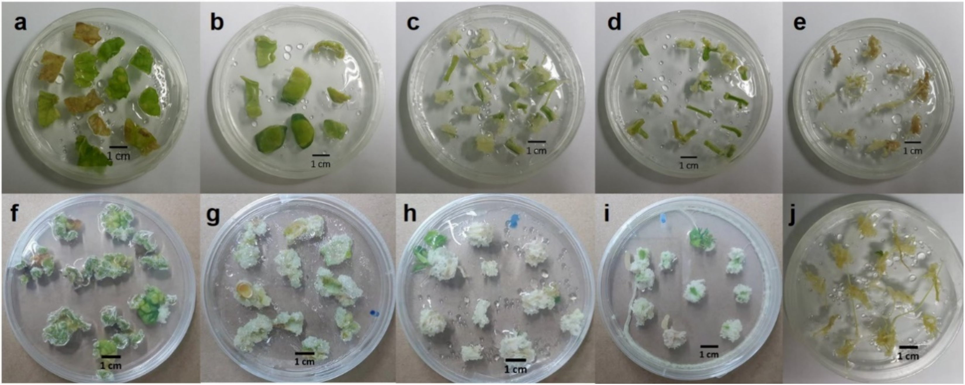 Plants 09 00709 g001 Plants 09 00709 g001