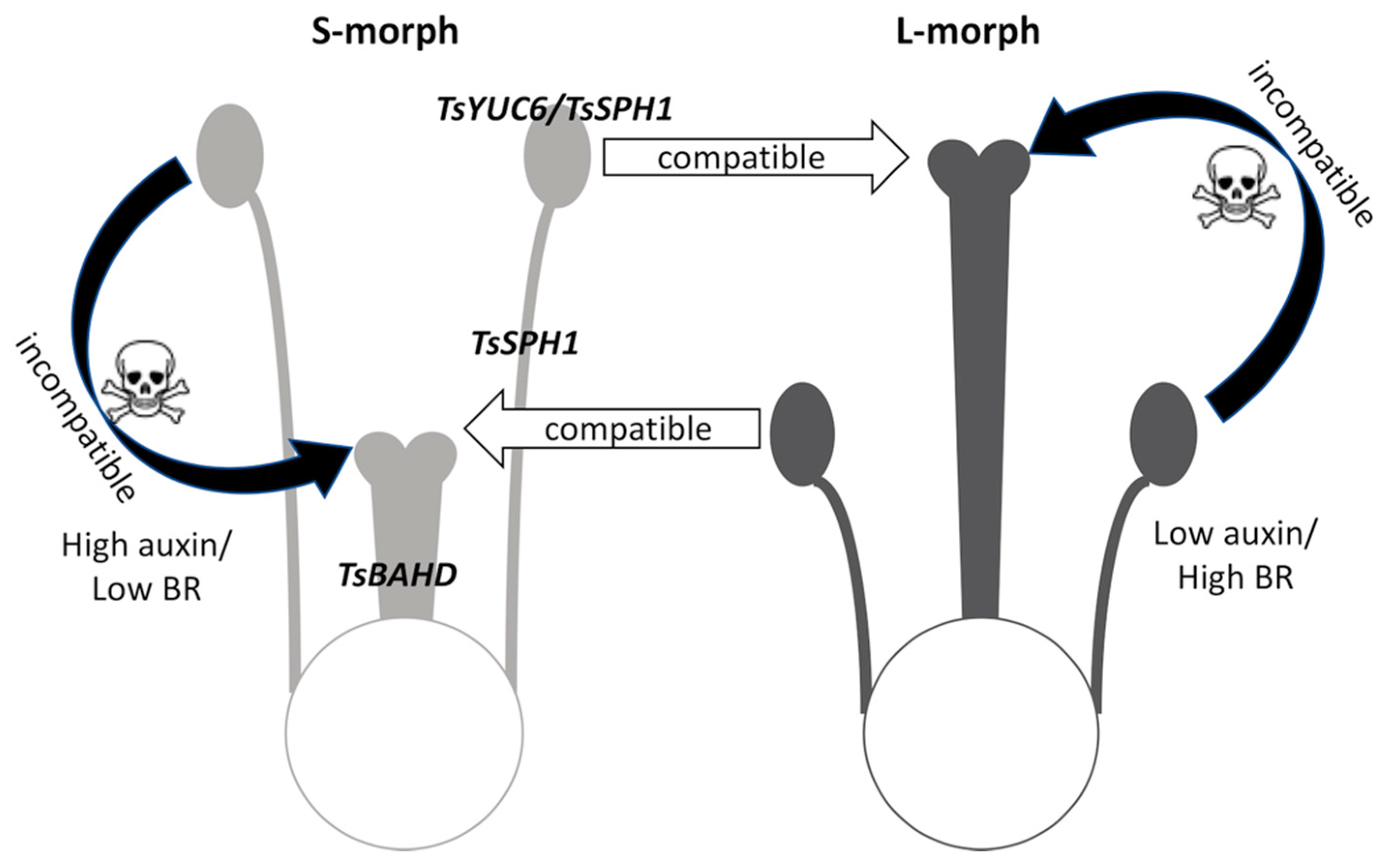 Plants 09 00713 g006