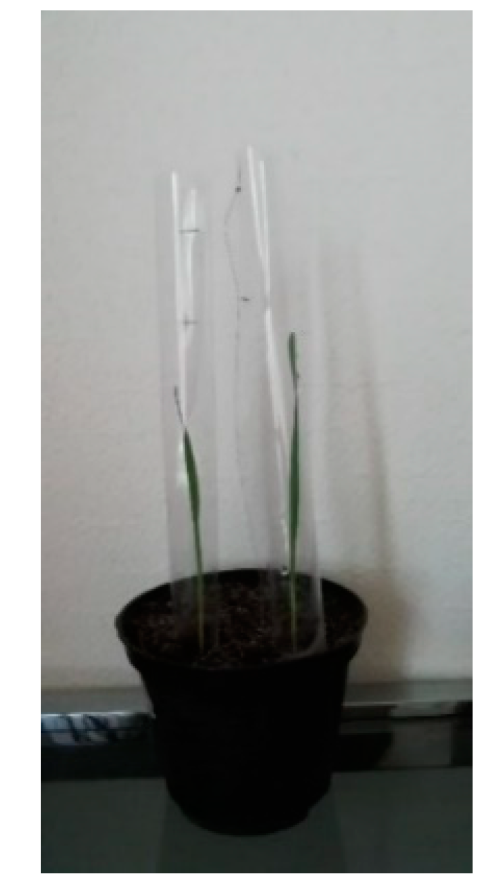 Plants 09 00718 g008