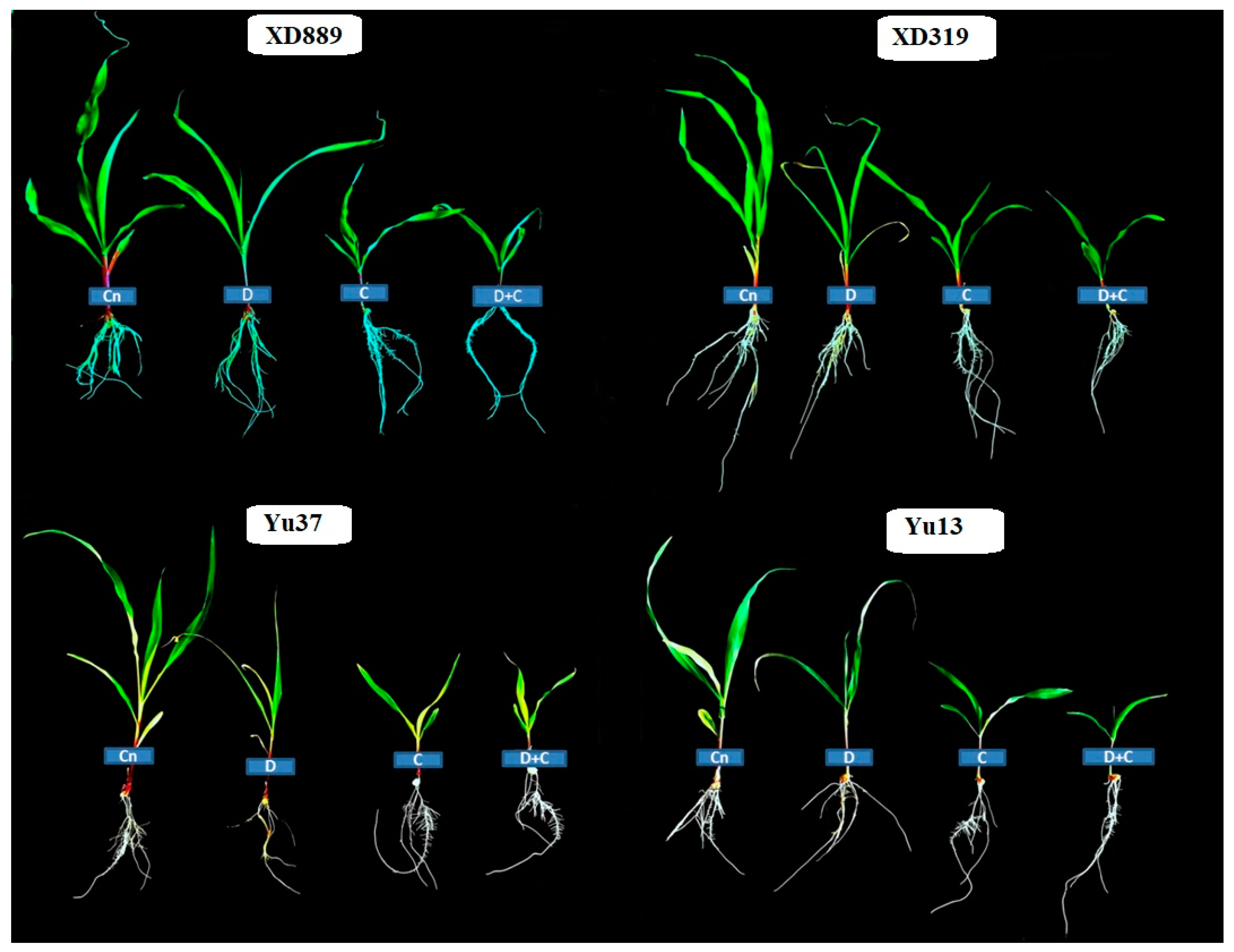Plants 09 00720 g002
