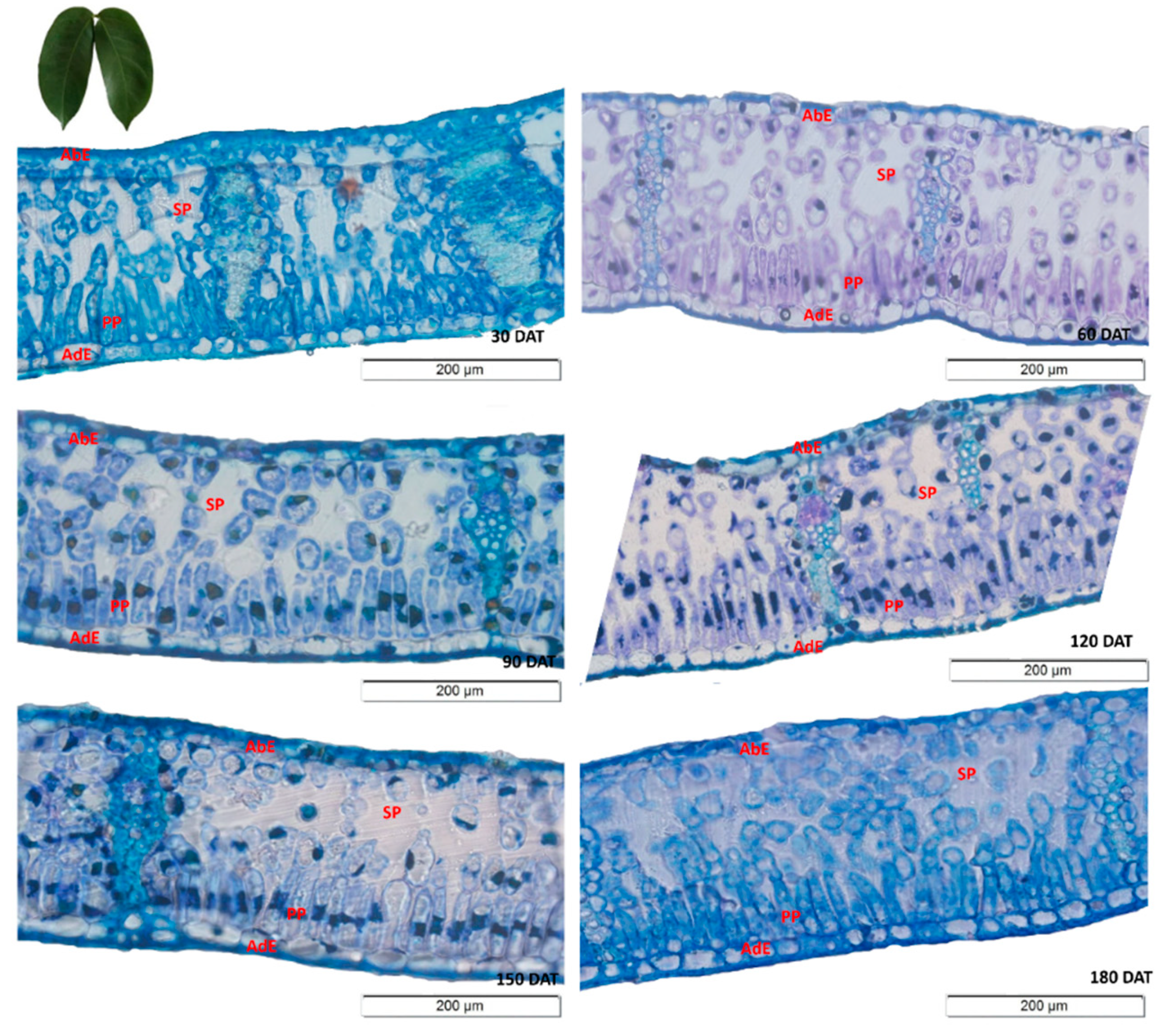 Plants 09 00721 g002 Plants 09 00721 g002