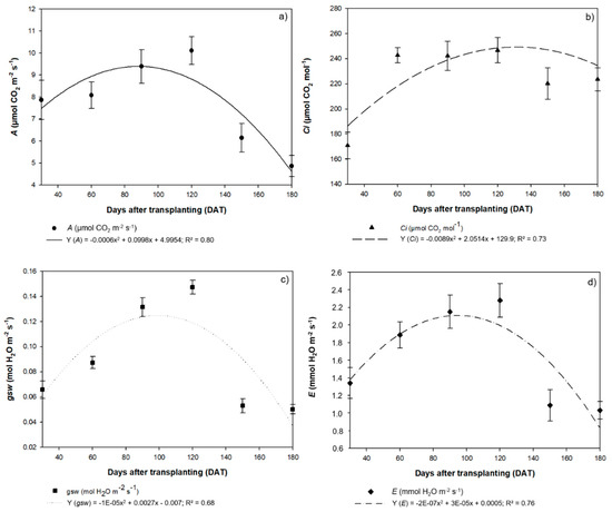 Plants Free Full Text Morpho Anatomical And Physiological Responses Can Predict The Ideal Period For The Transplantation Of Hydroponic Seedlings Of Hymenaea Courbaril A Neotropical Fruit Tree Html