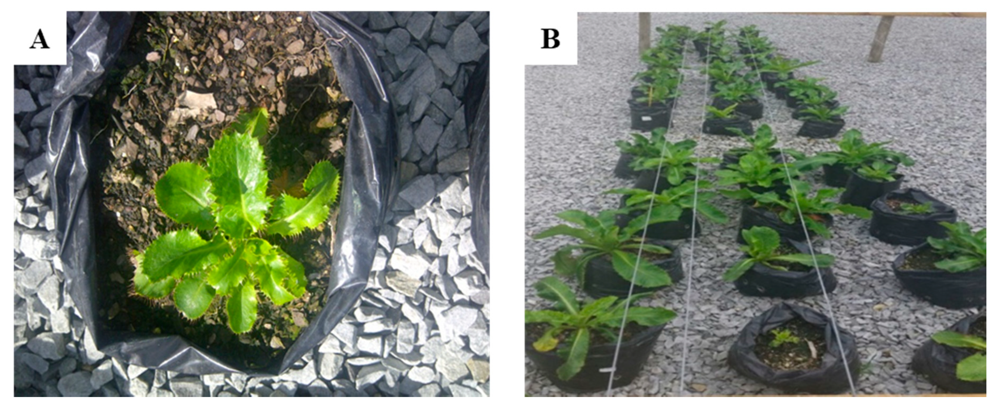 Plants 09 00732 g002