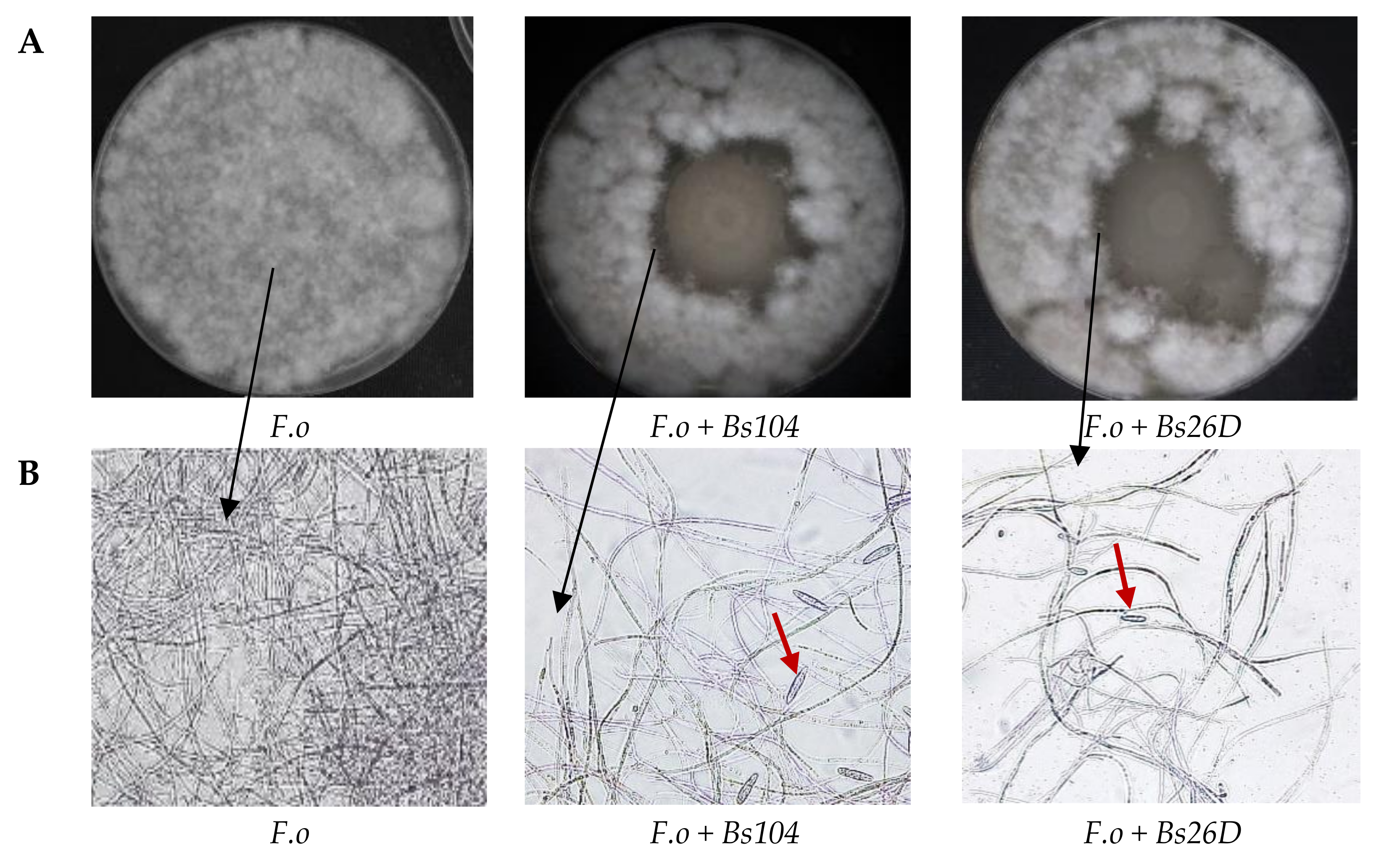 Plants 09 00738 g002