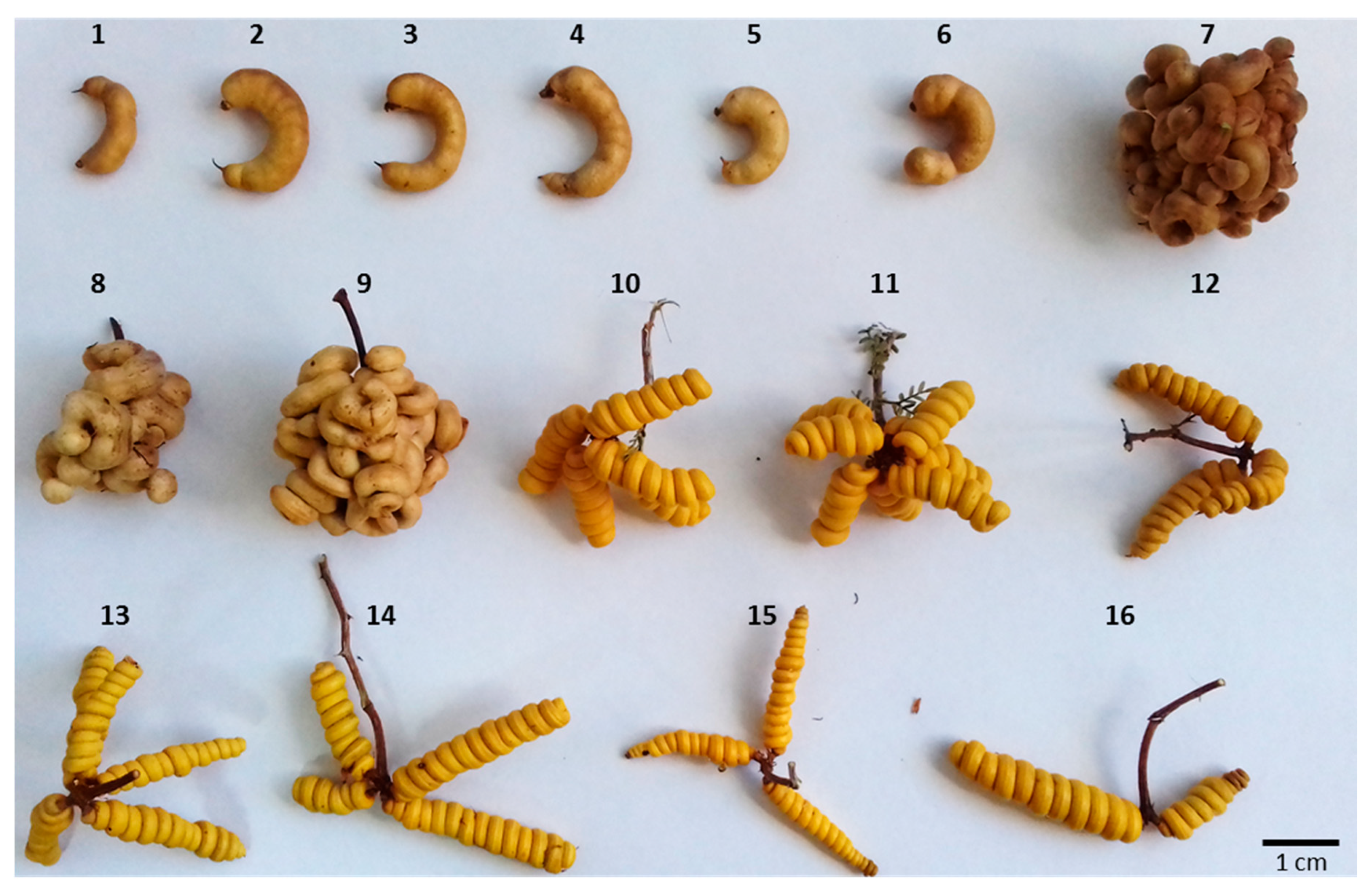 Plants 09 00744 g012