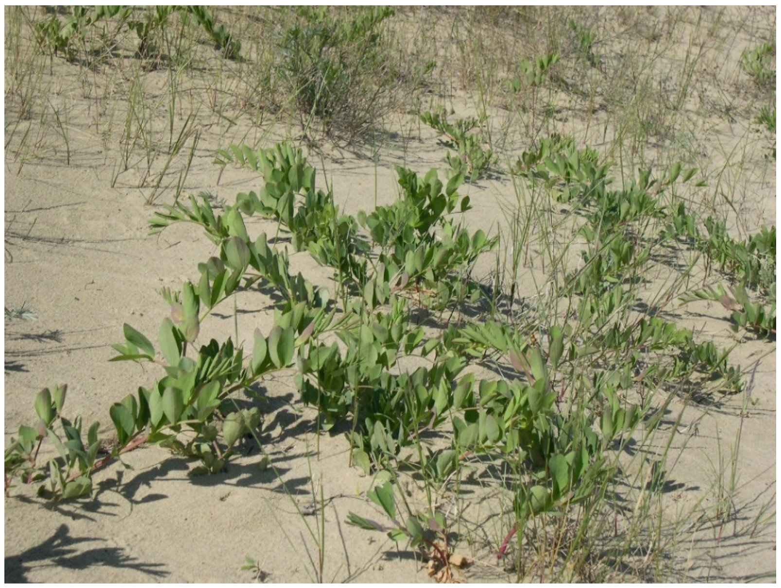 Plants 09 00746 g009