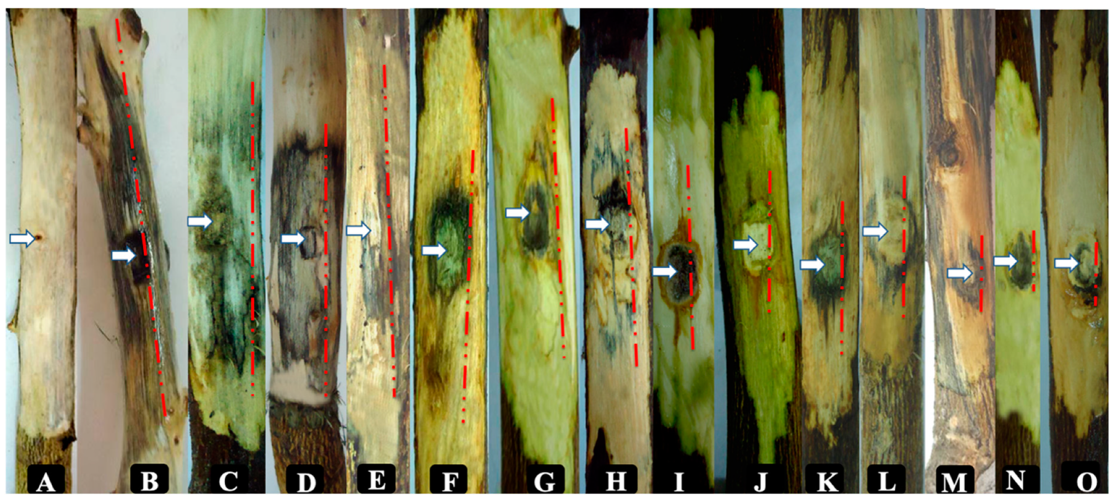 Plants 09 00754 g003