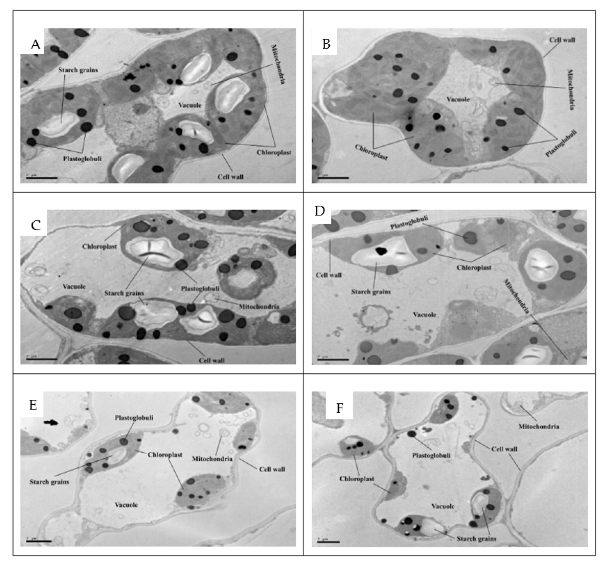 Plants 09 00756 g005 Plants 09 00756 g005