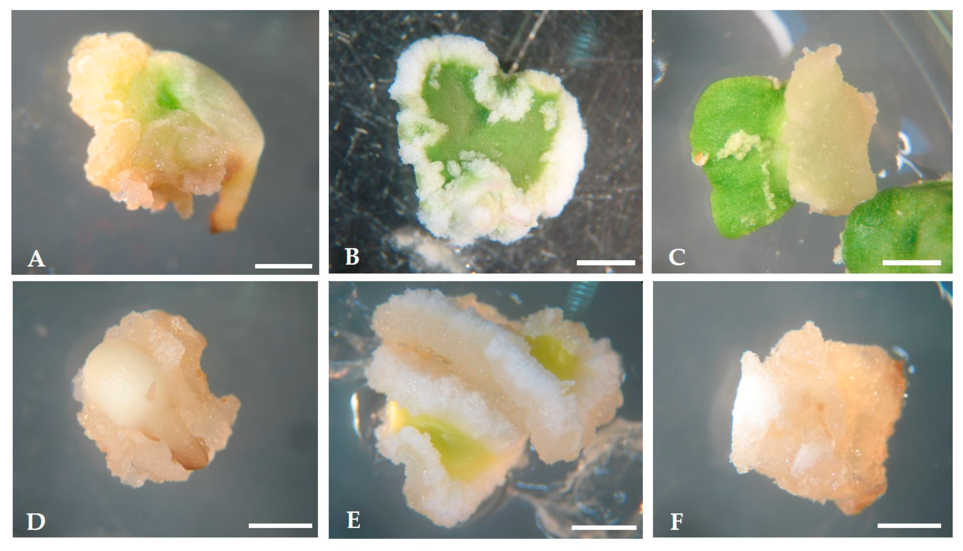 Plants 09 00758 g002