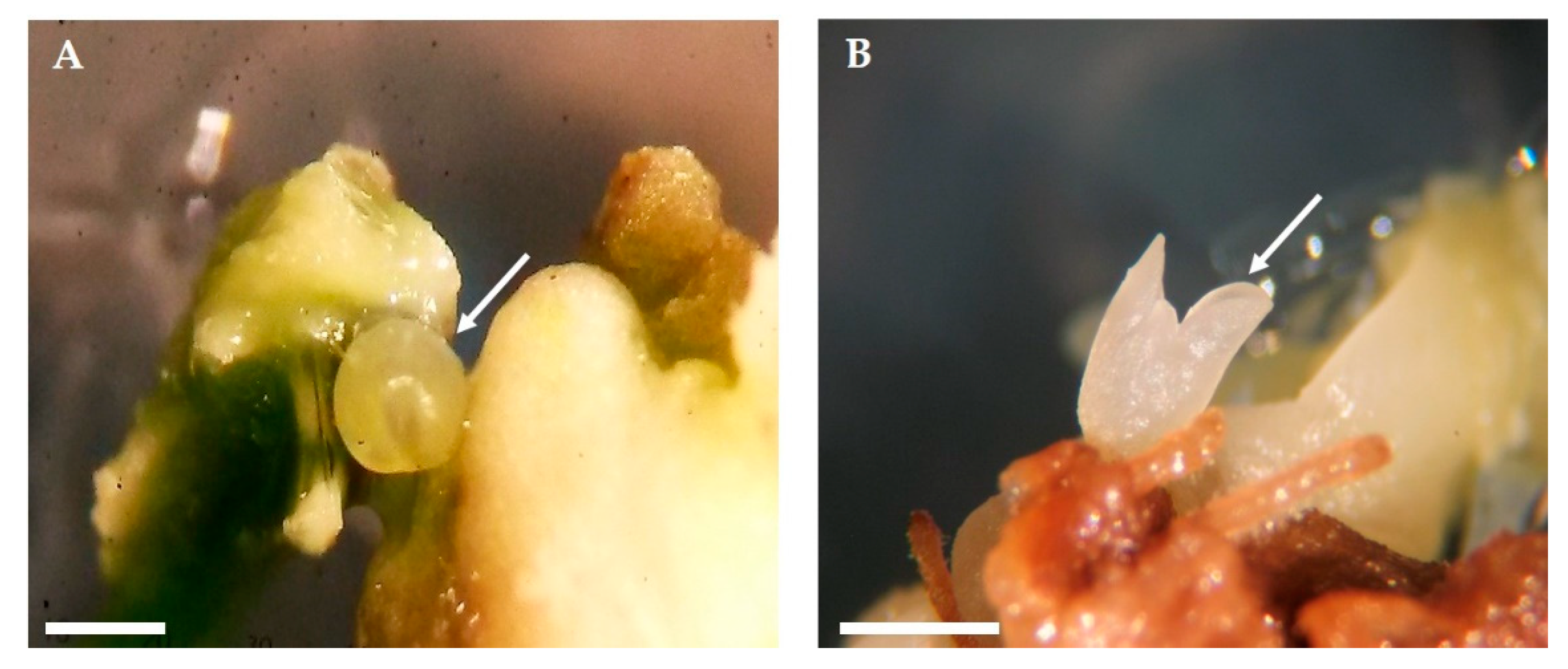 Plants 09 00758 g004