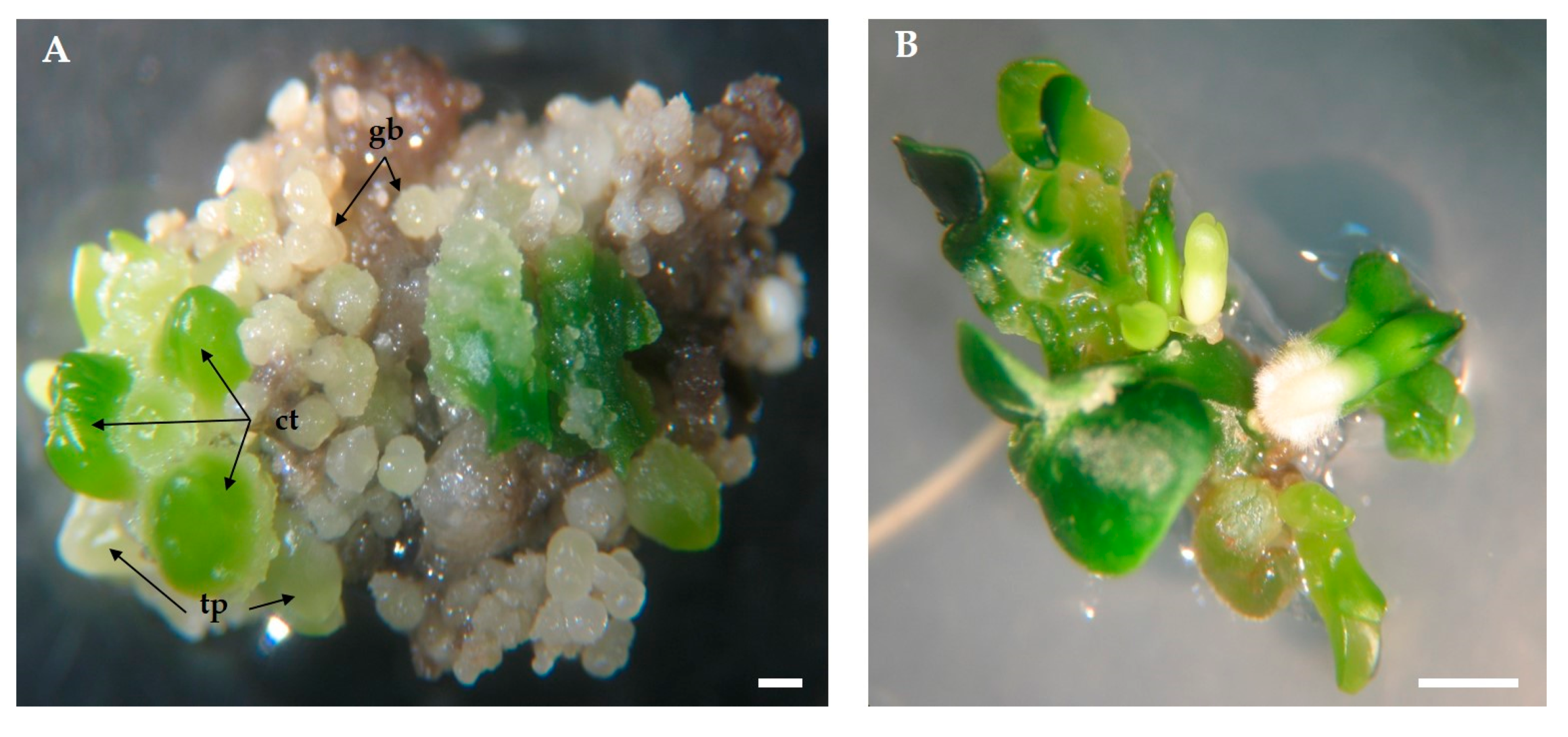 Plants 09 00758 g005