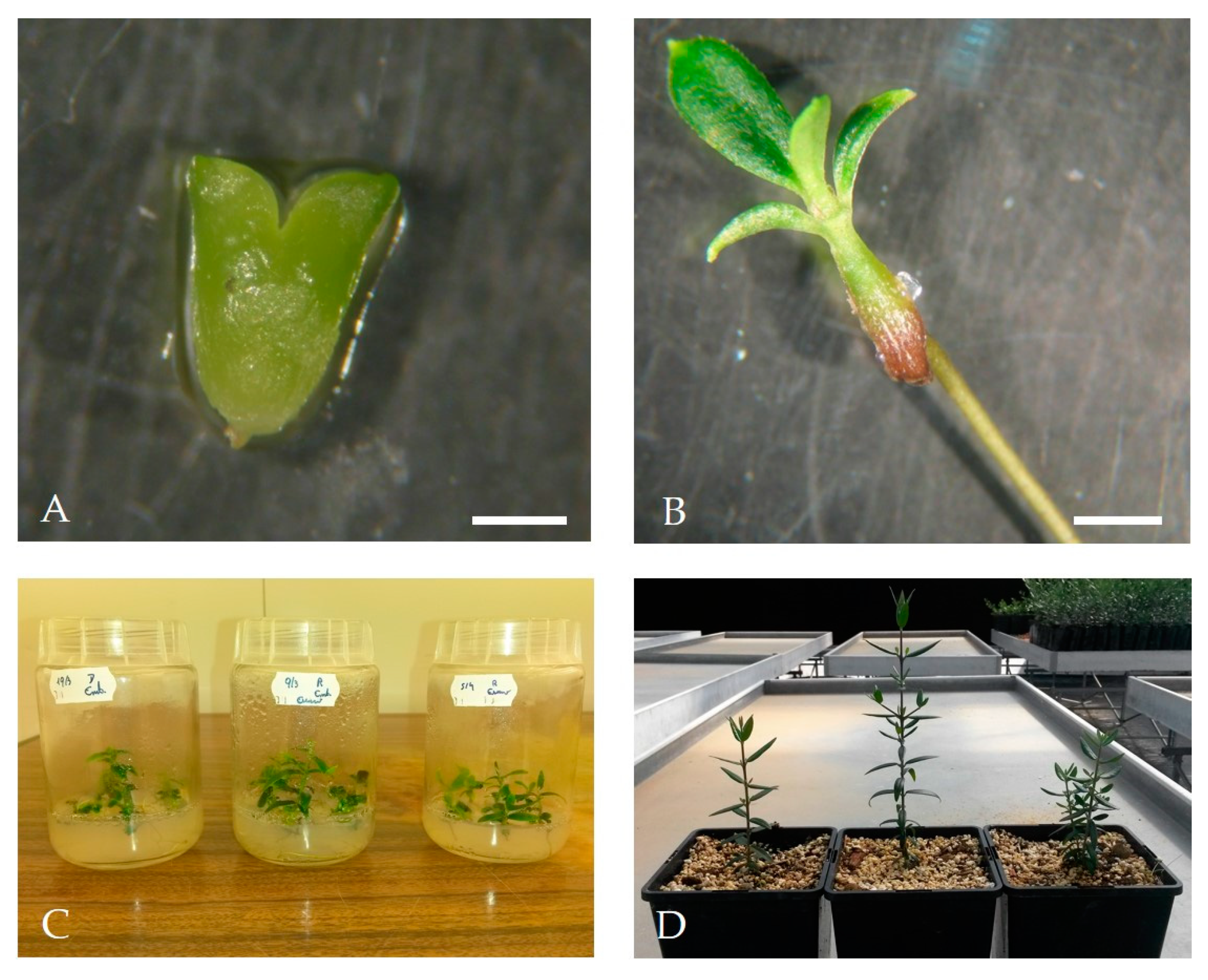 Plants 09 00758 g007