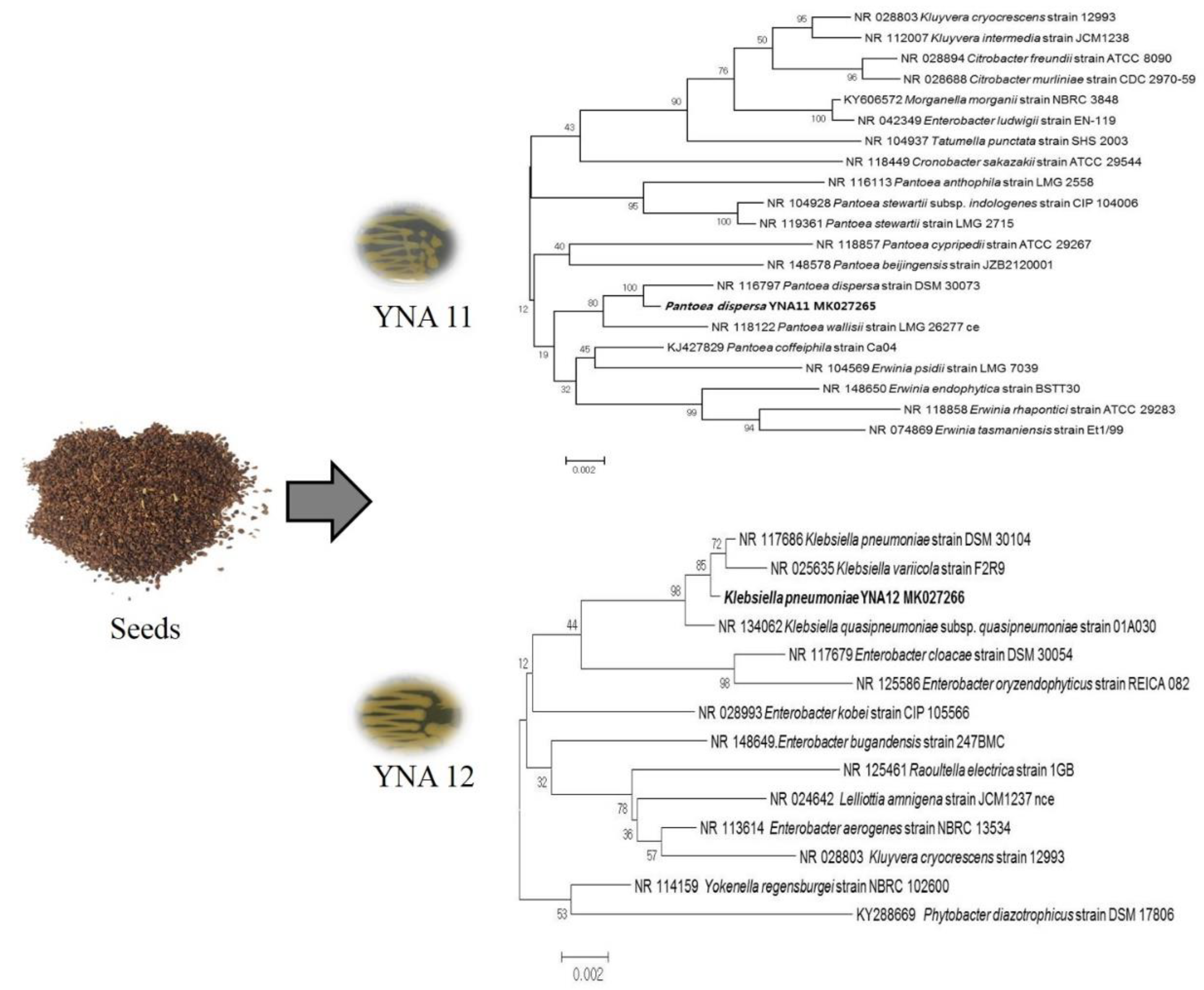 Plants 09 00761 g001 Plants 09 00761 g001