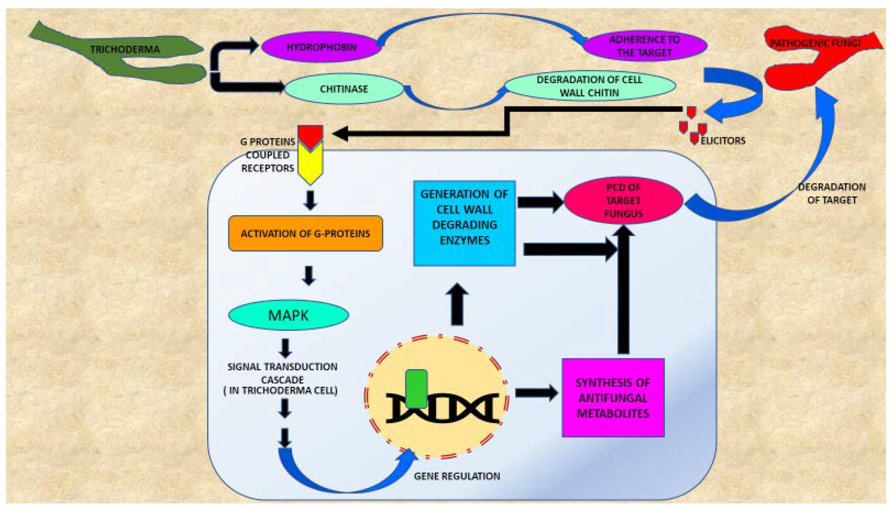 Plants 09 00762 g003