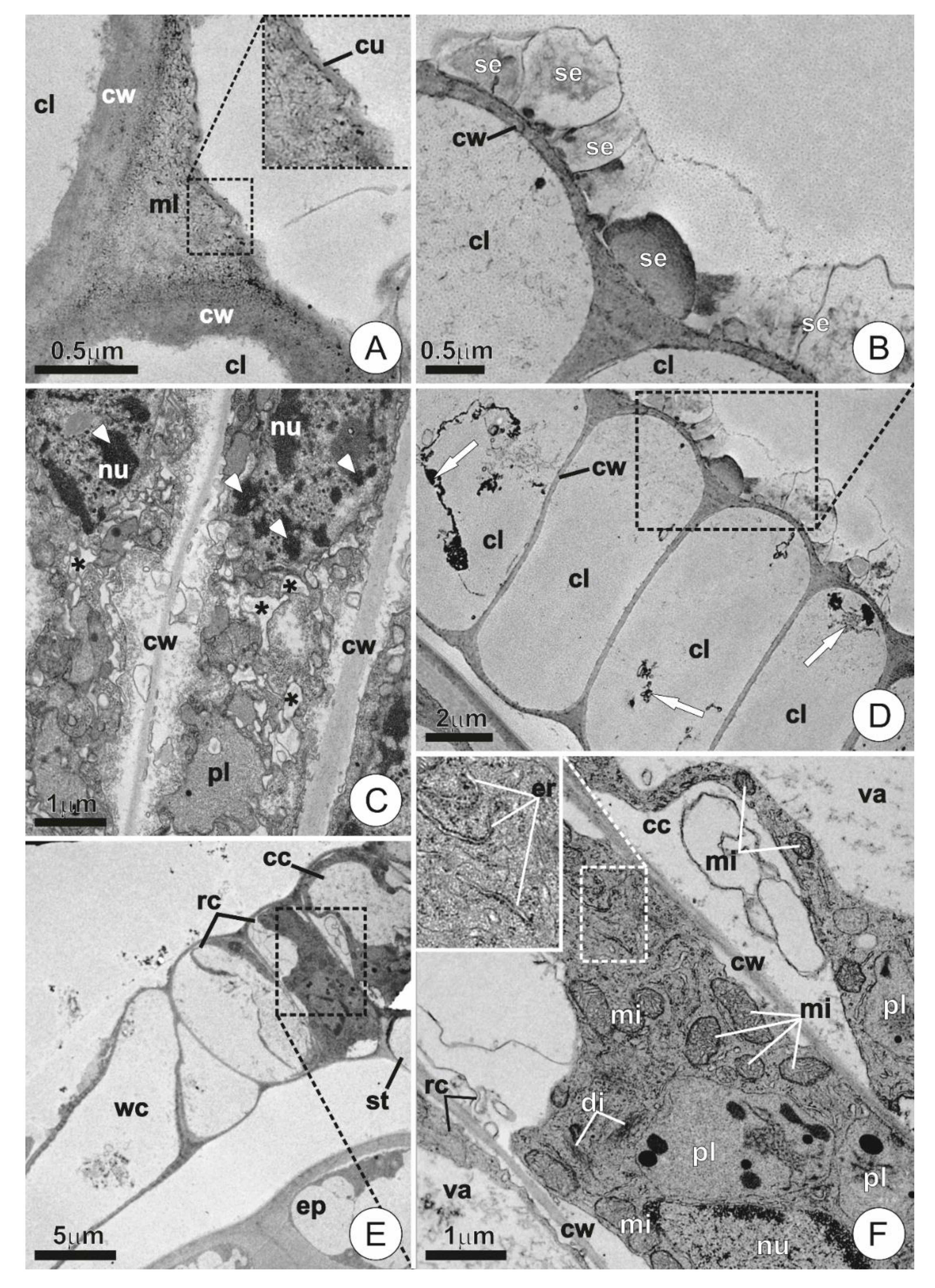 Plants 09 00763 g005 Plants 09 00763 g005