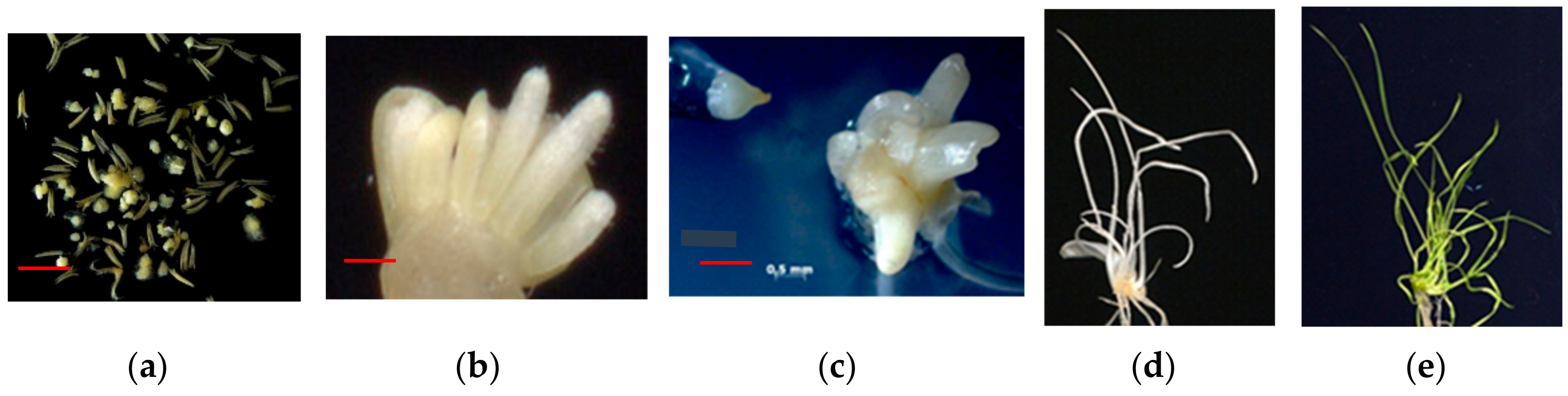 Plants 09 00764 g001